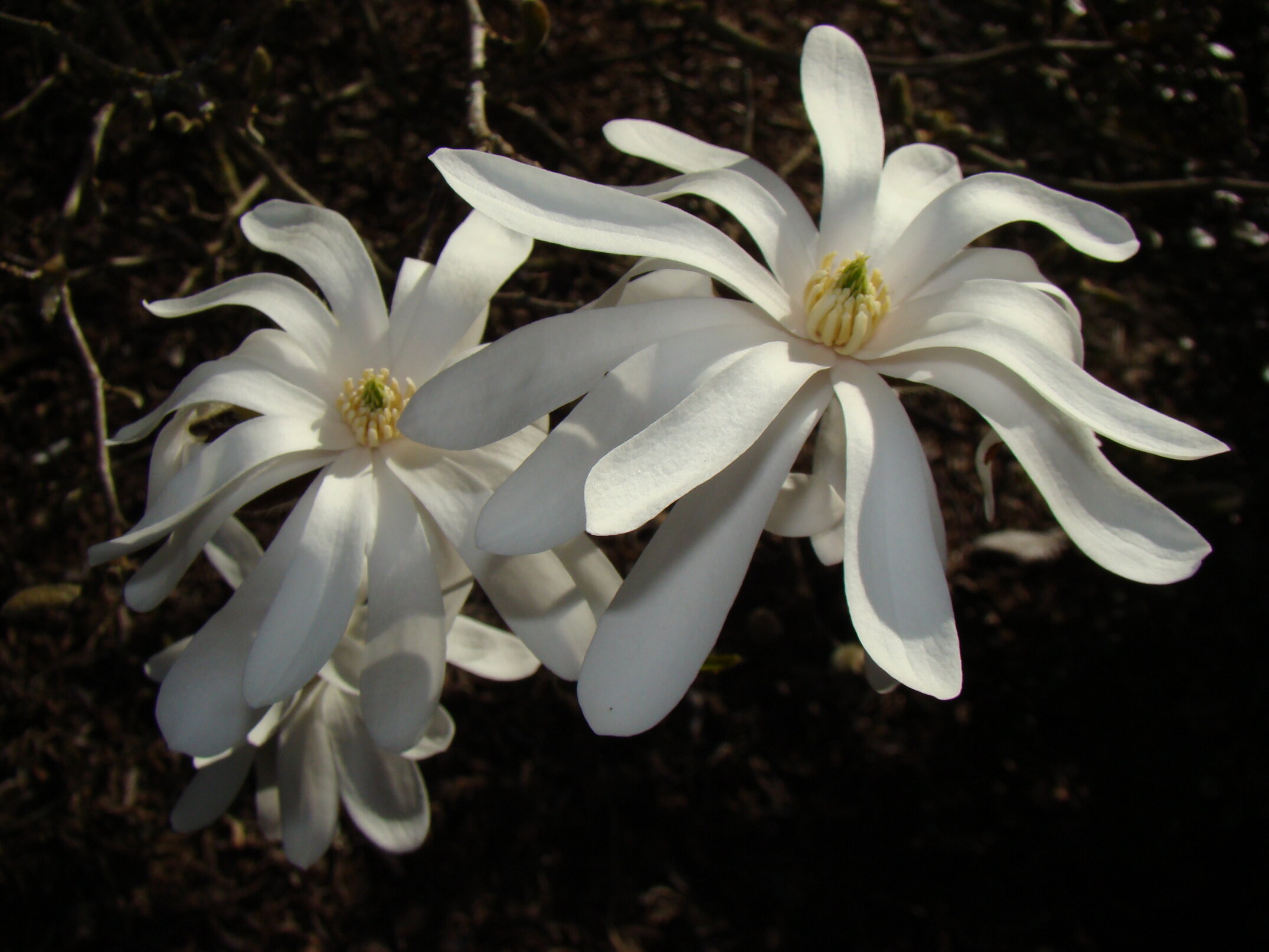 Magnolia stellata Royal Star 2
