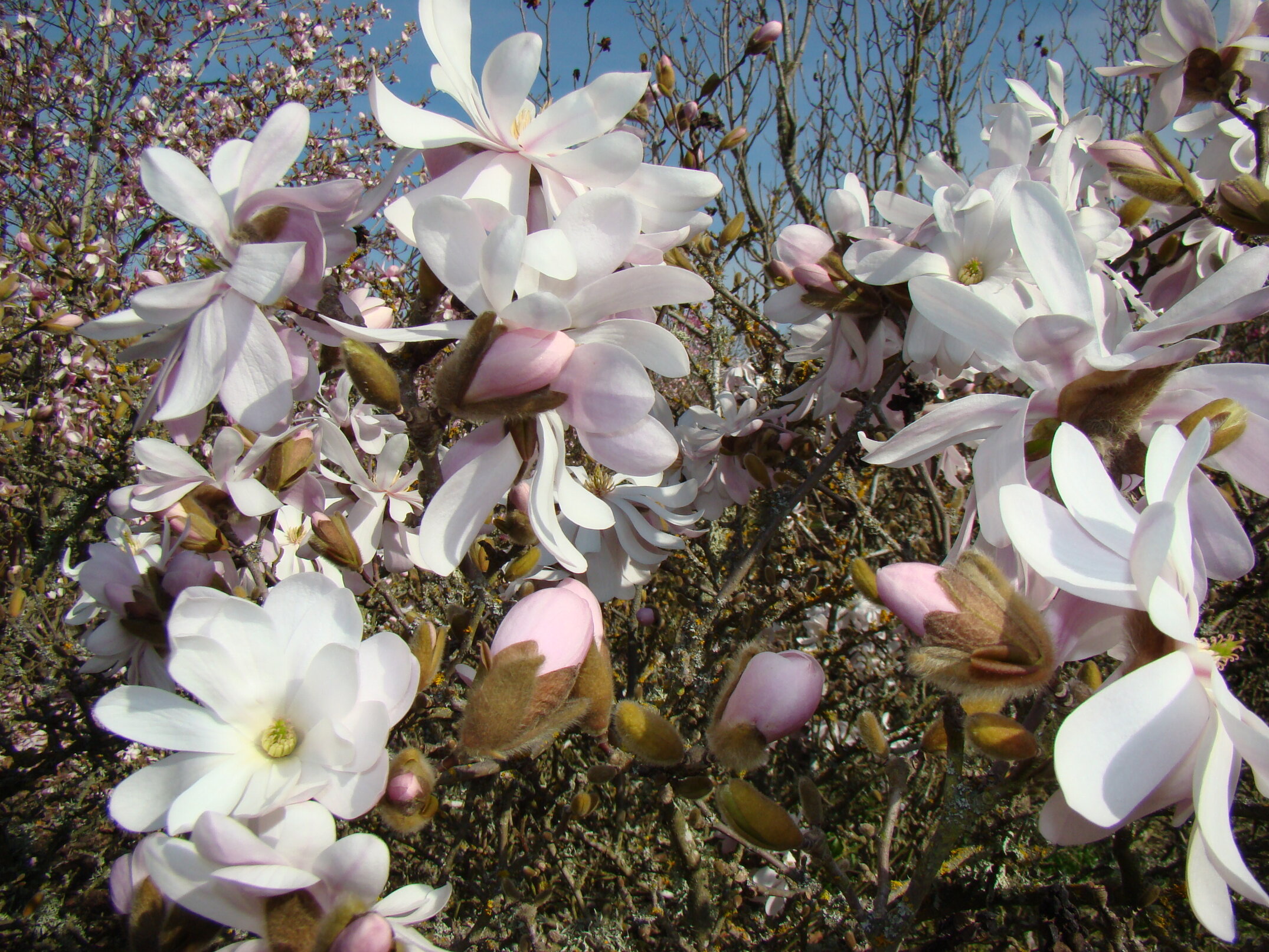 Magnolia stellata Waterlily 1