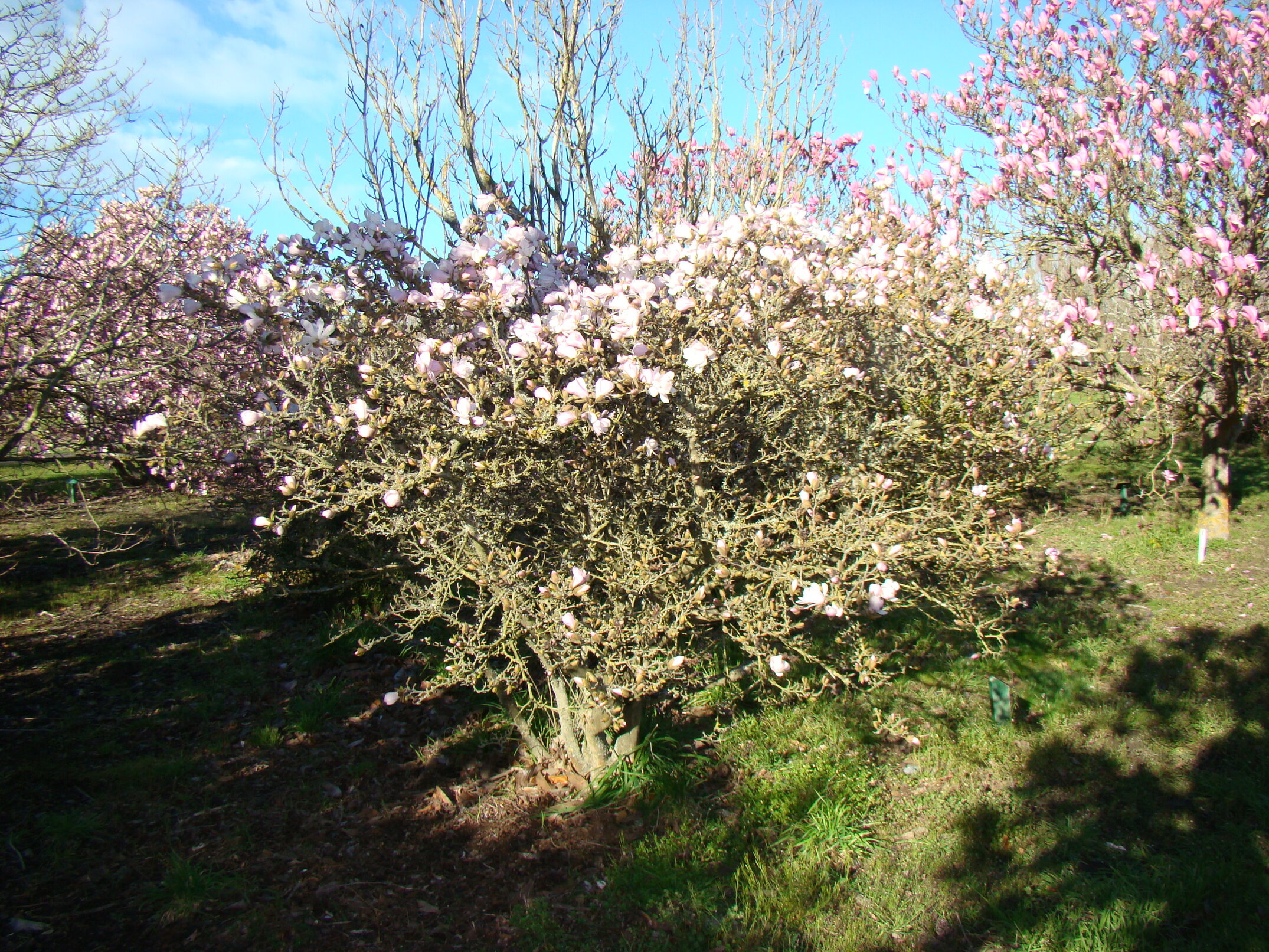 Magnolia stellata Waterlily 2