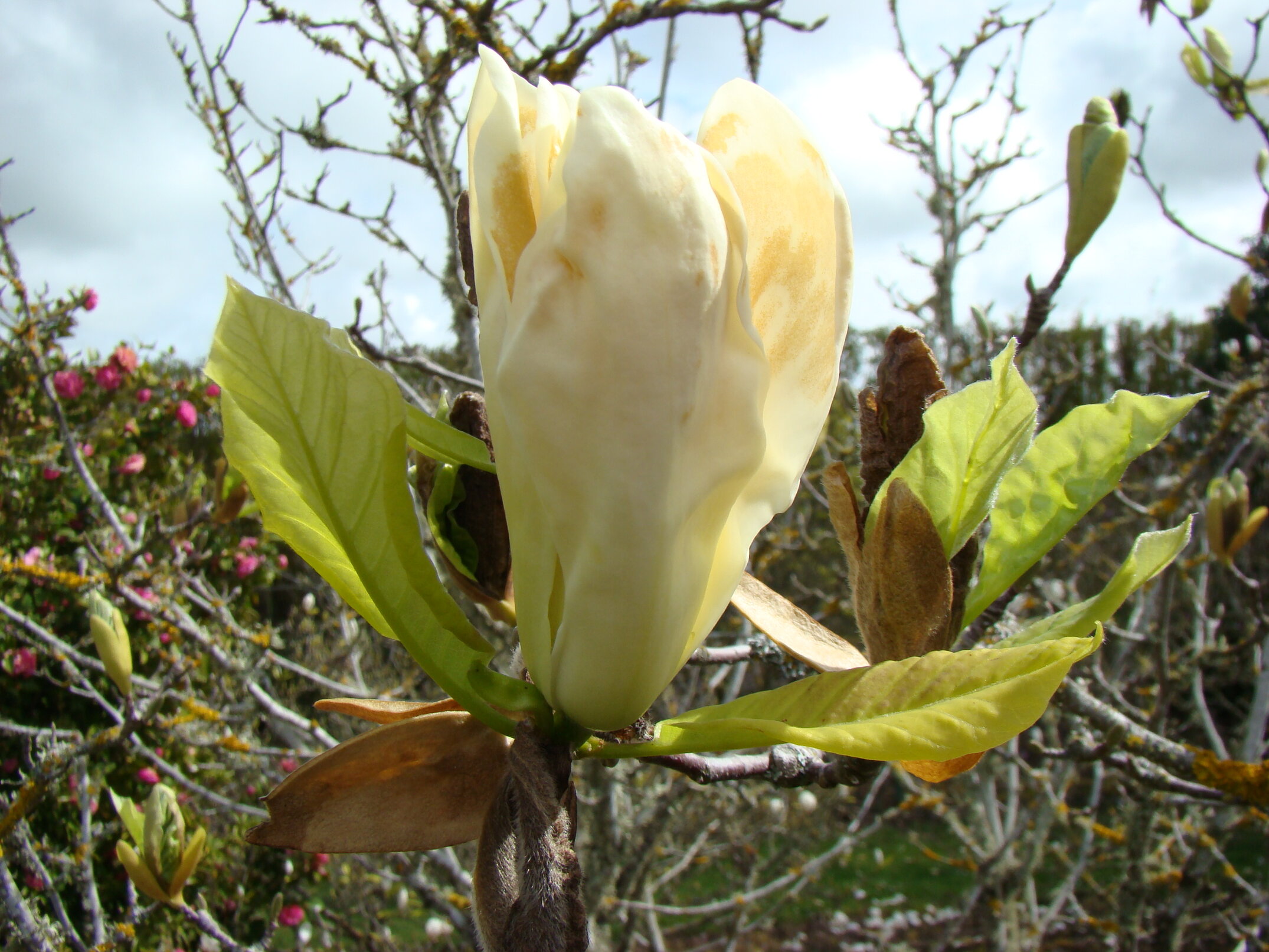 Magnolia Sundance