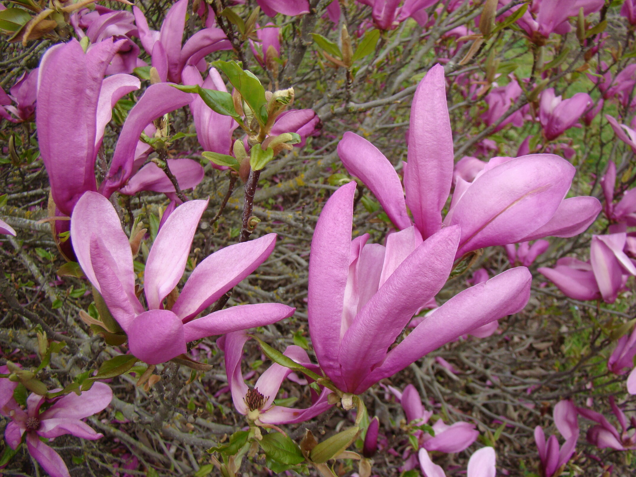 Magnolia Susan 2