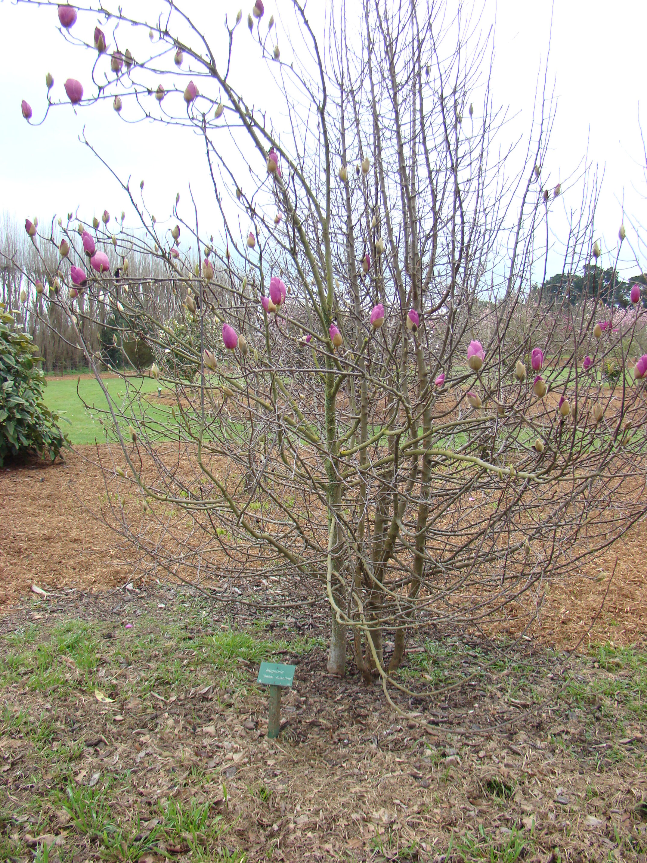 Magnolia Sweet Valentine 1