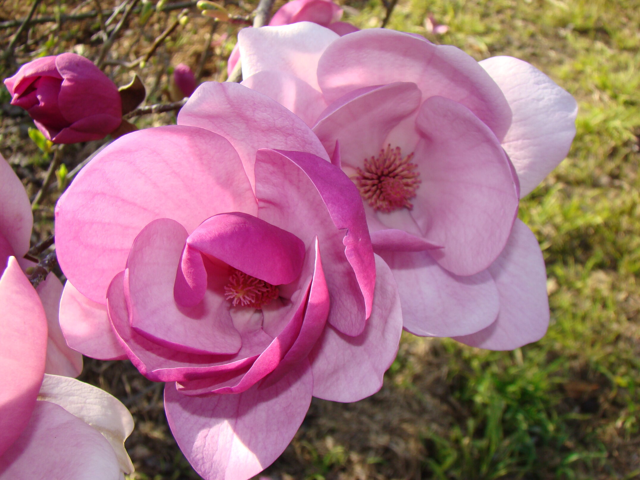 Magnolia Sweet Valentine 2