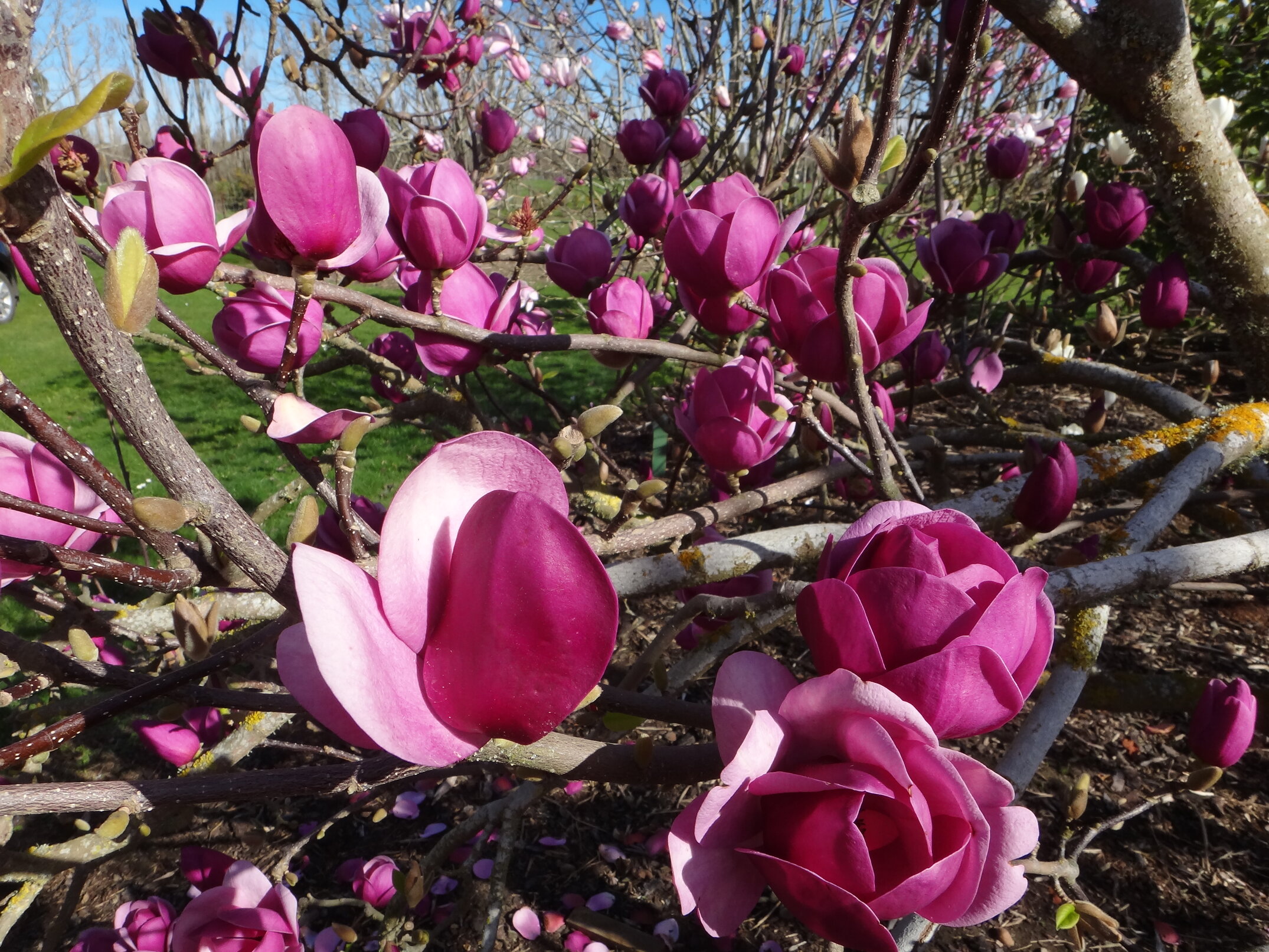 Magnolia Sweet Valentine 3