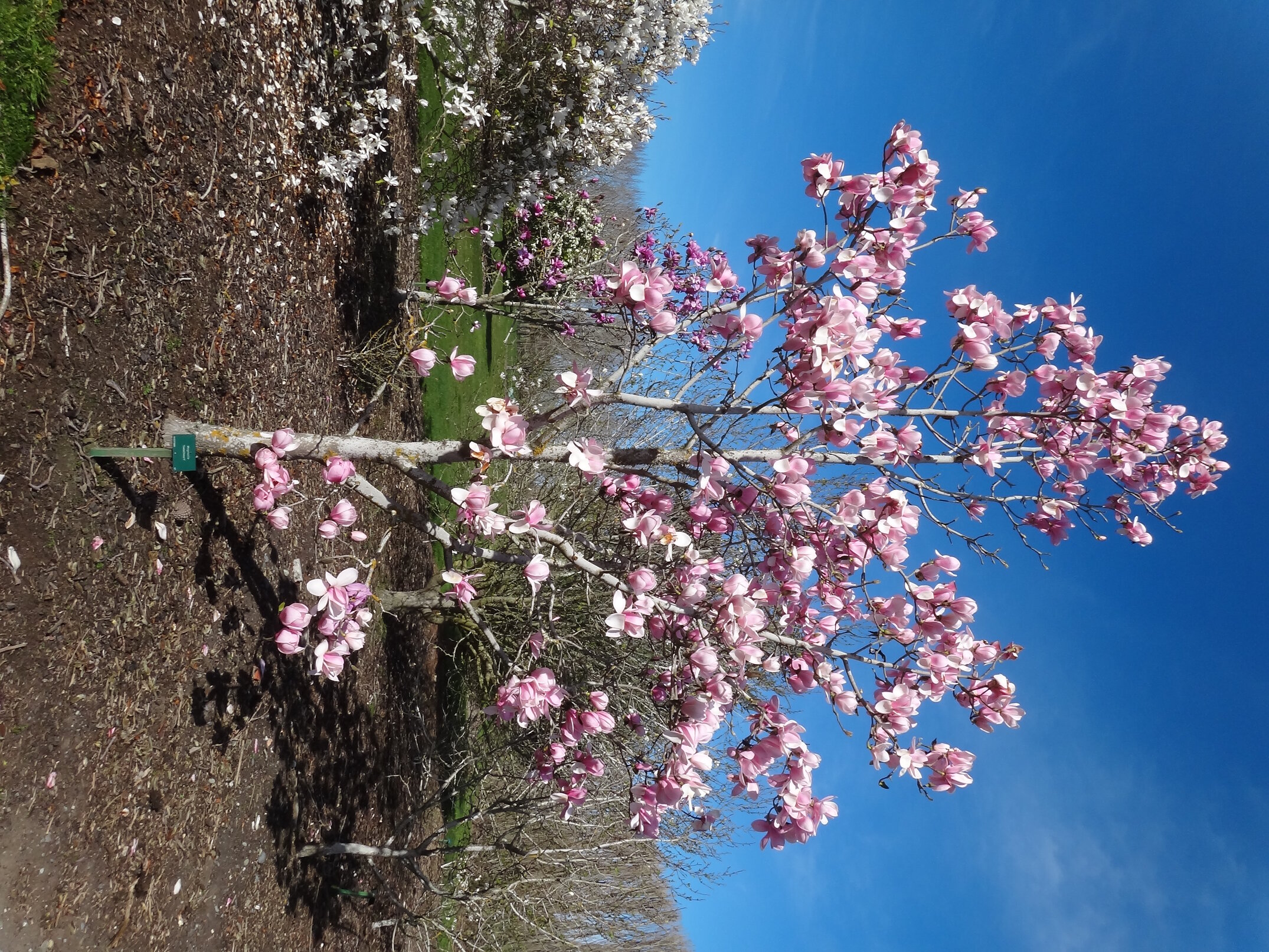 Magnolia Sweetheart 1