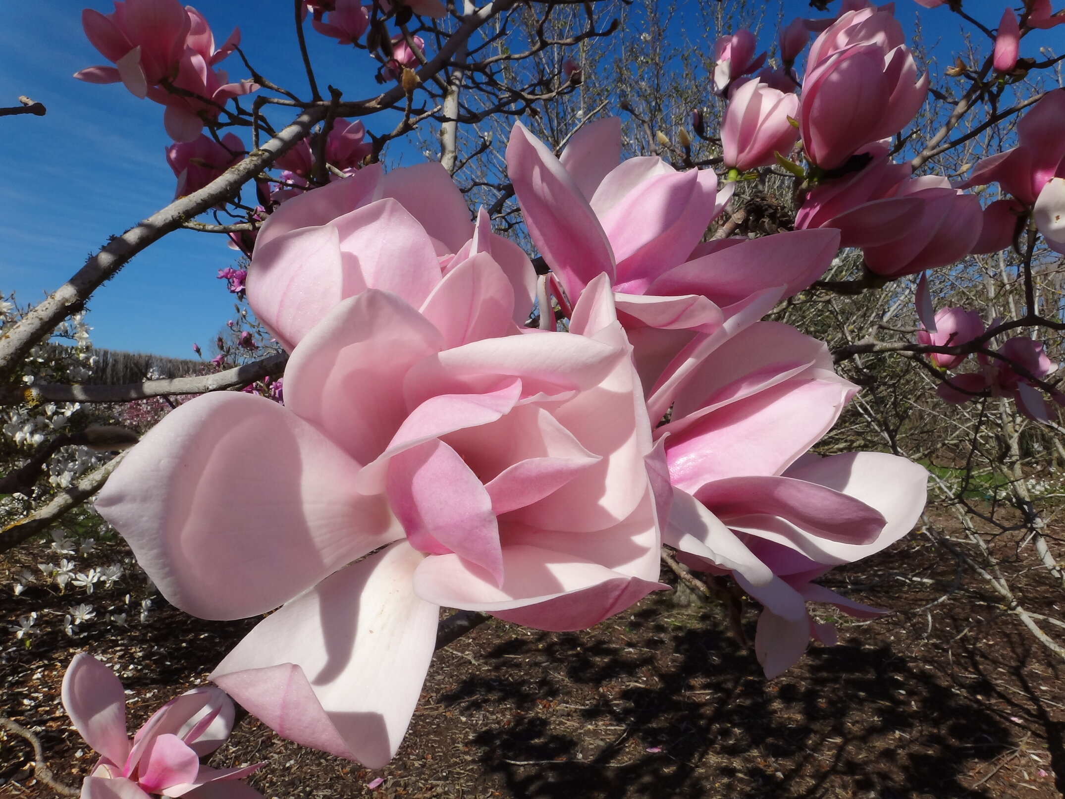 Magnolia Sweetheart 2