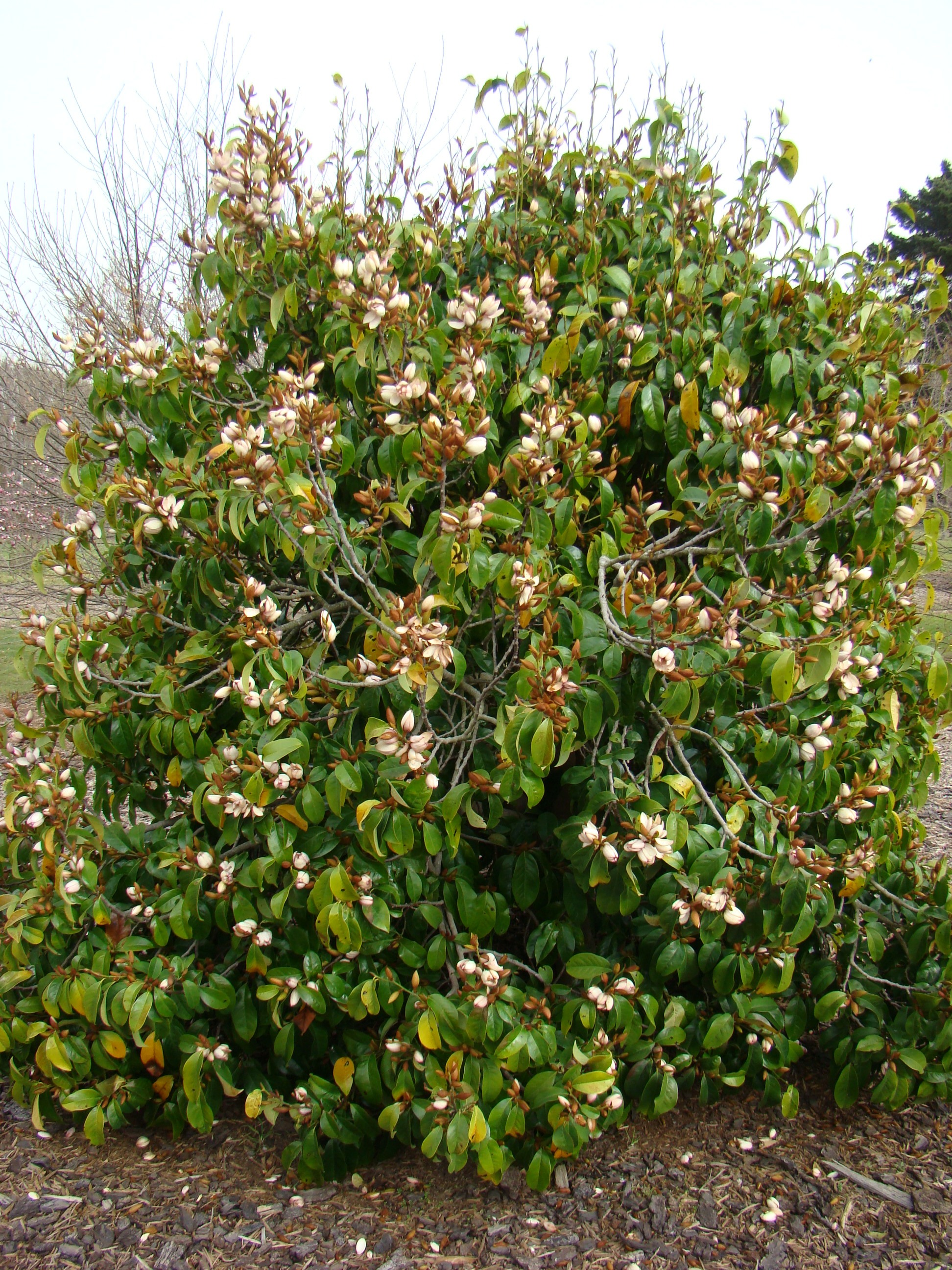 Magnolia syn Michaelia Bubbles 1