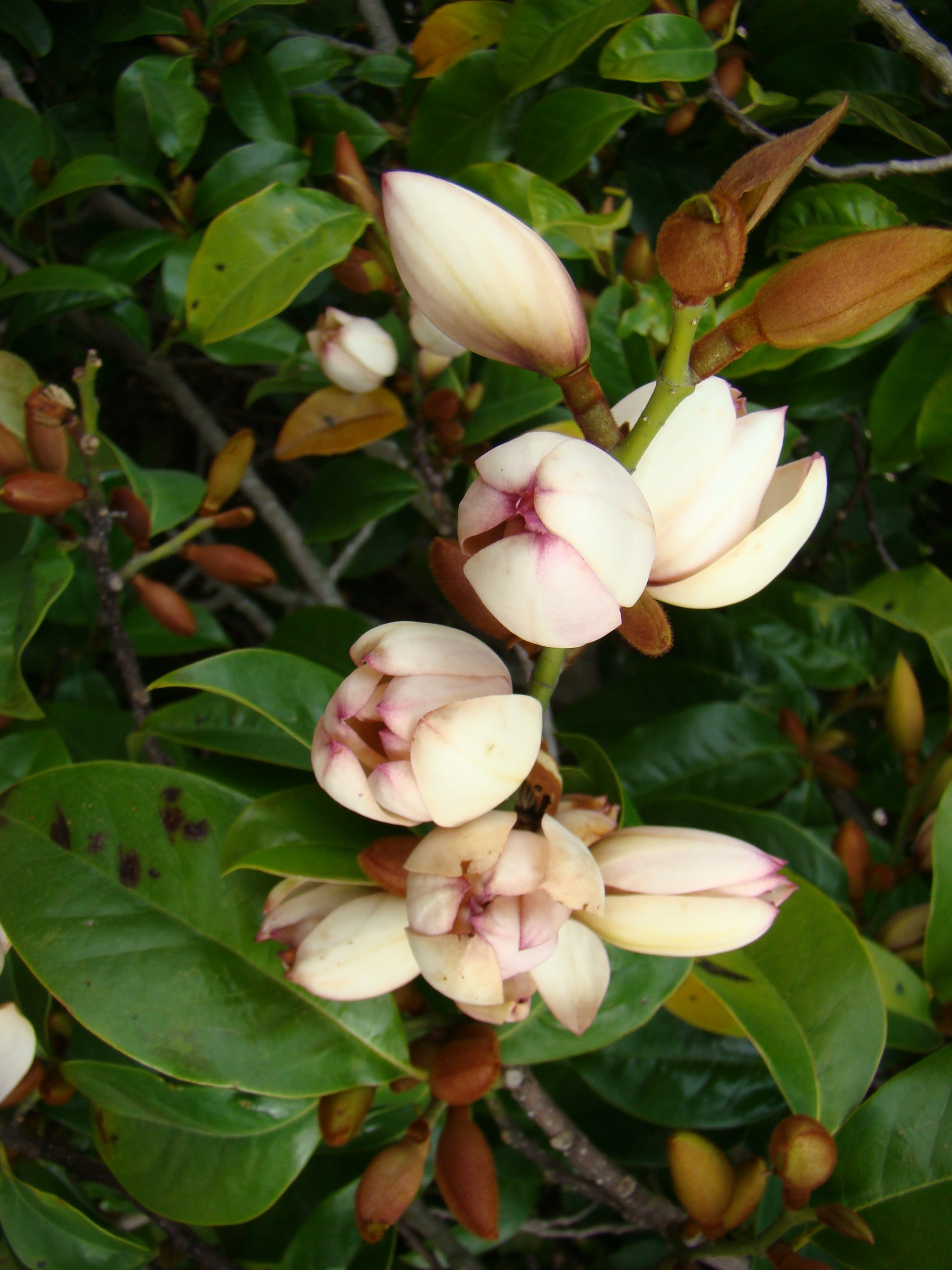 Magnolia syn Michaelia Bubbles 2