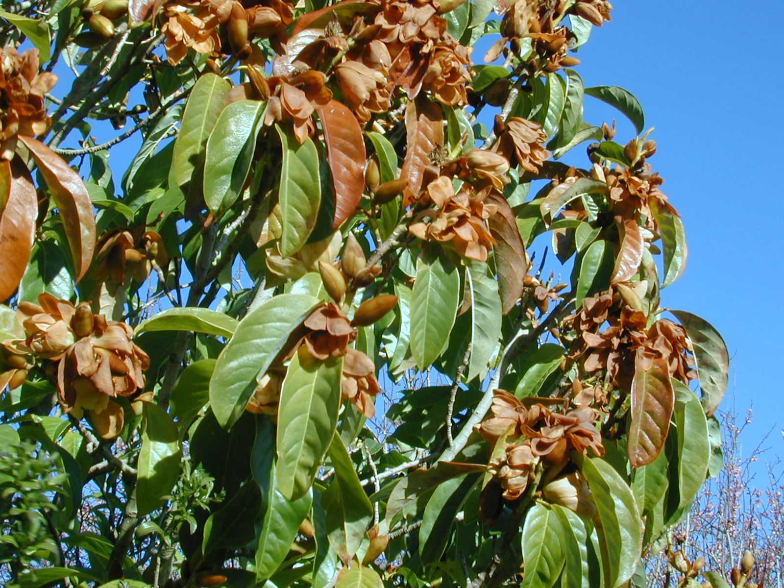 Magnolia syn Michaelia doltsopa Silver Cloud 1