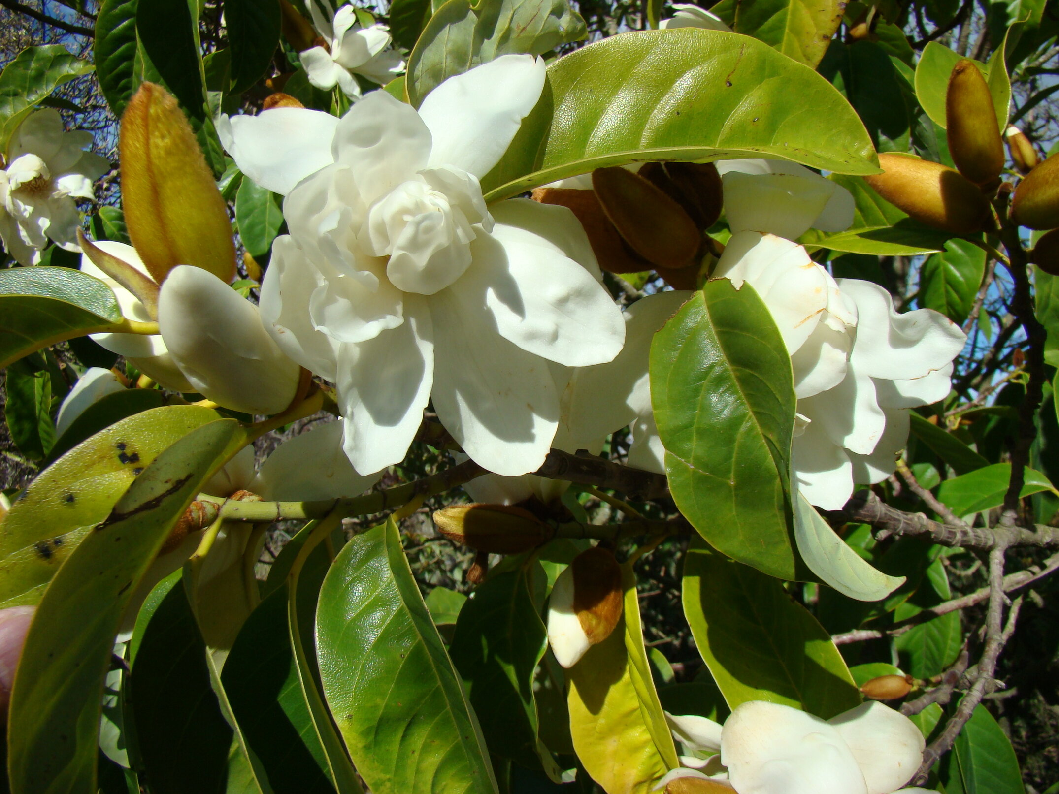 Magnolia syn Michaelia doltsopa Silver Cloud 2