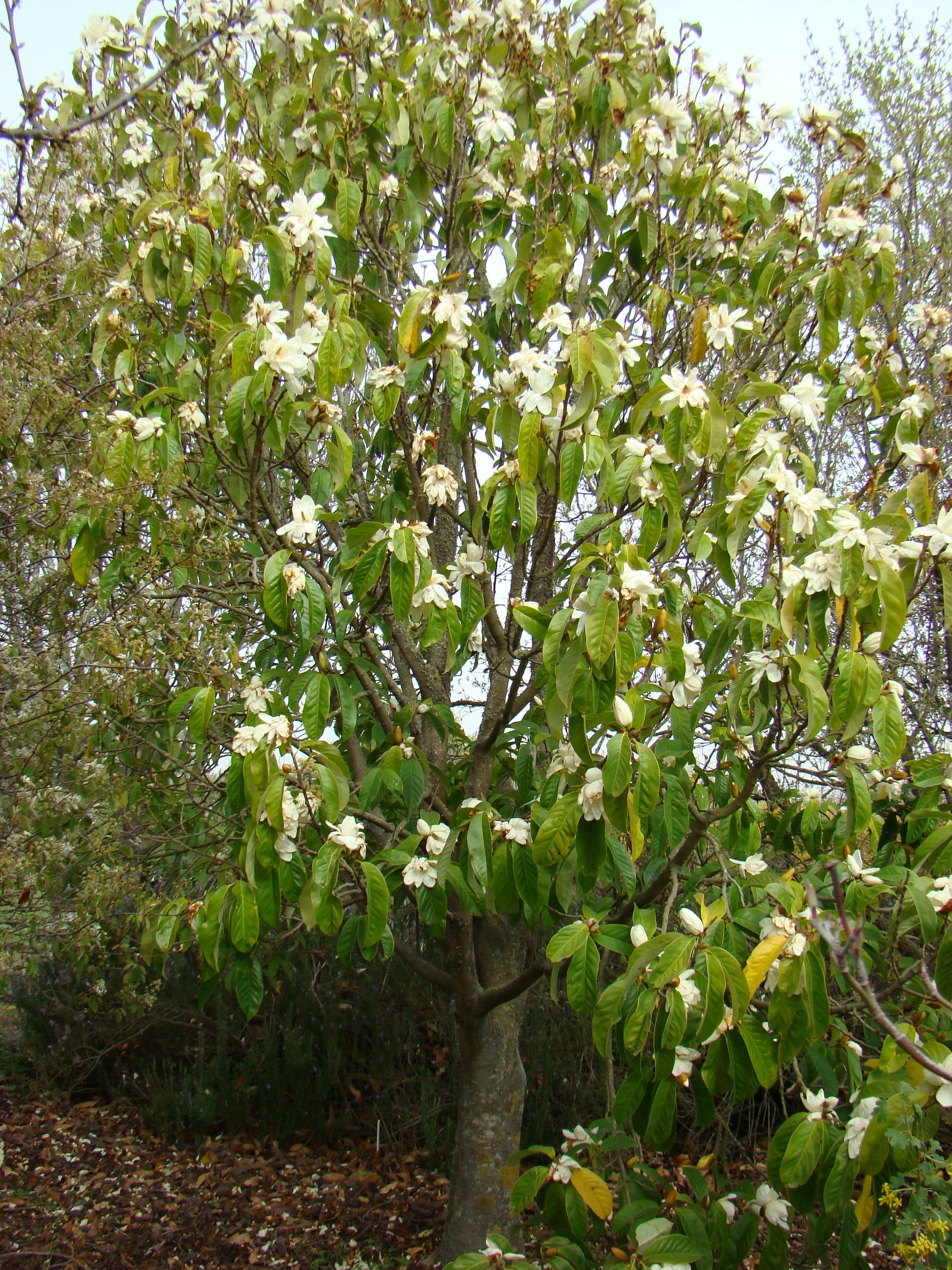 Magnolia syn Michaelia doltsopa Silver Cloud 3