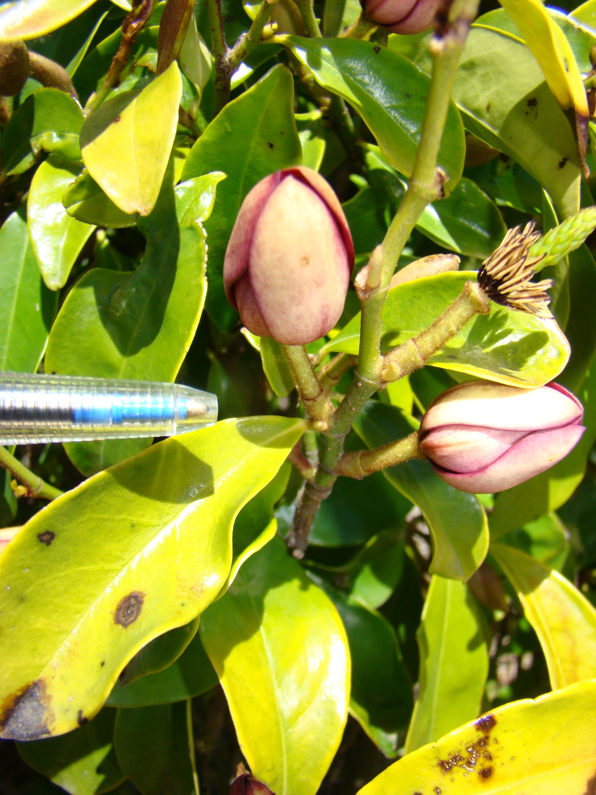 Magnolia syn Michelia figo 1