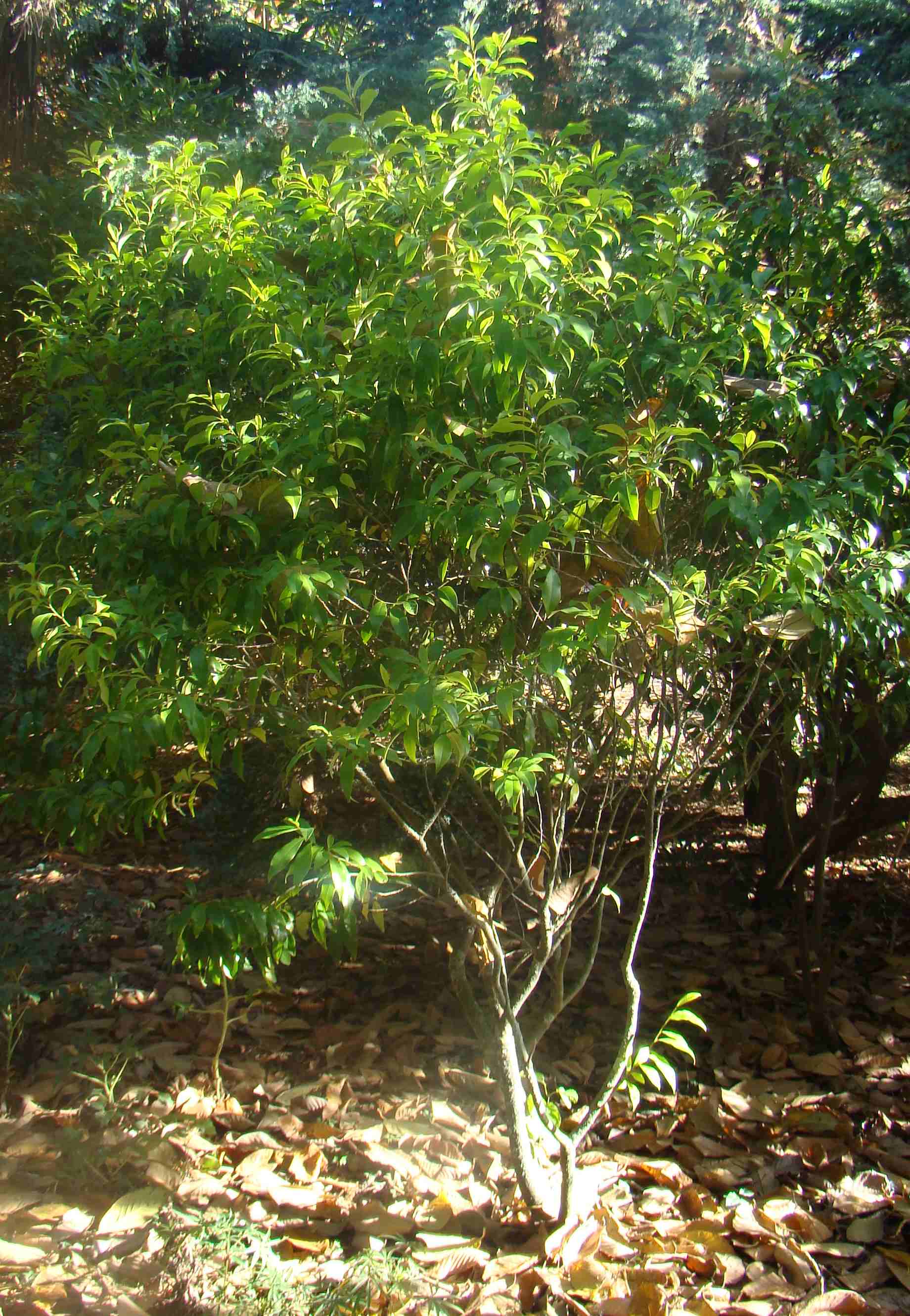 Magnolia syn Michelia figo 2