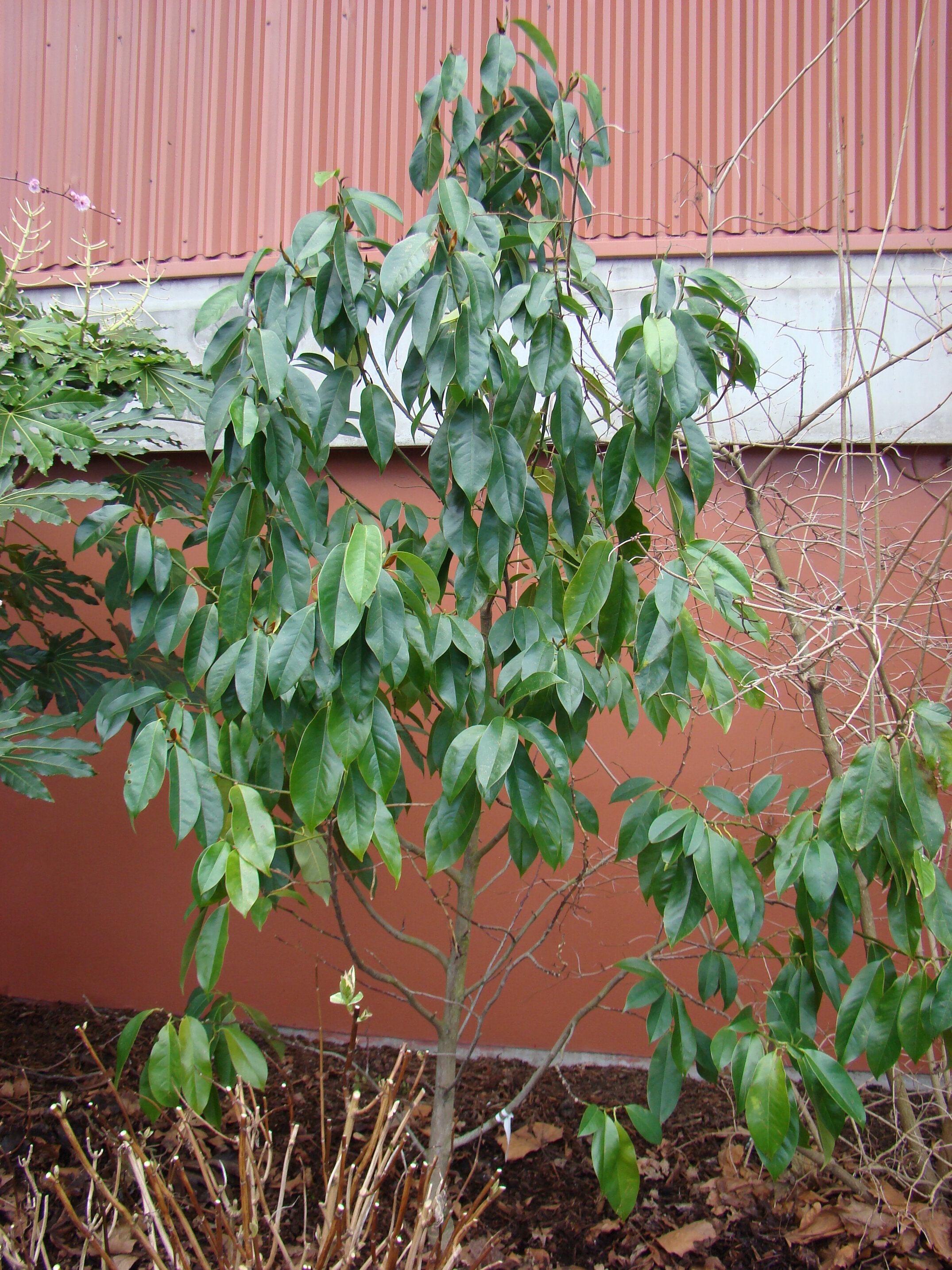 Magnolia syn Michelia Touch of Pink 1