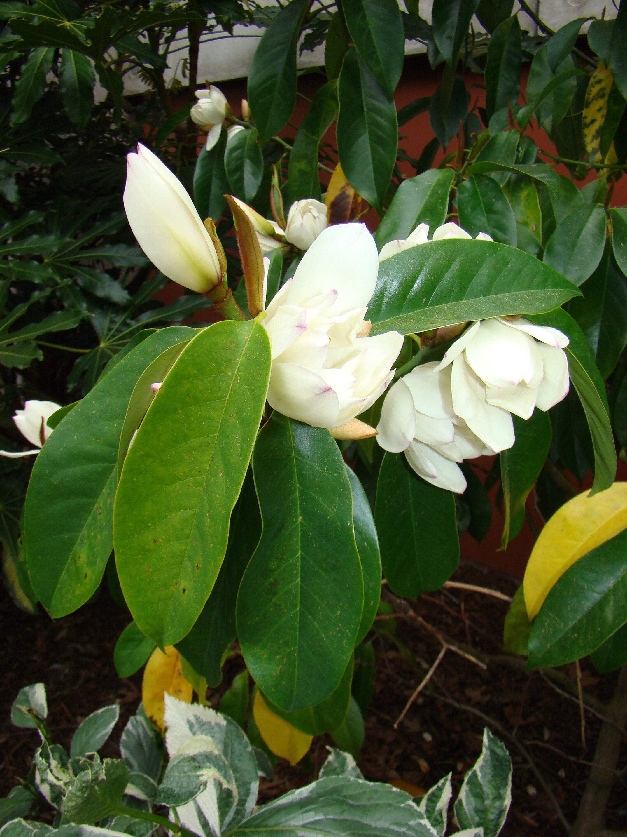 Magnolia syn Michelia Touch of Pink 2