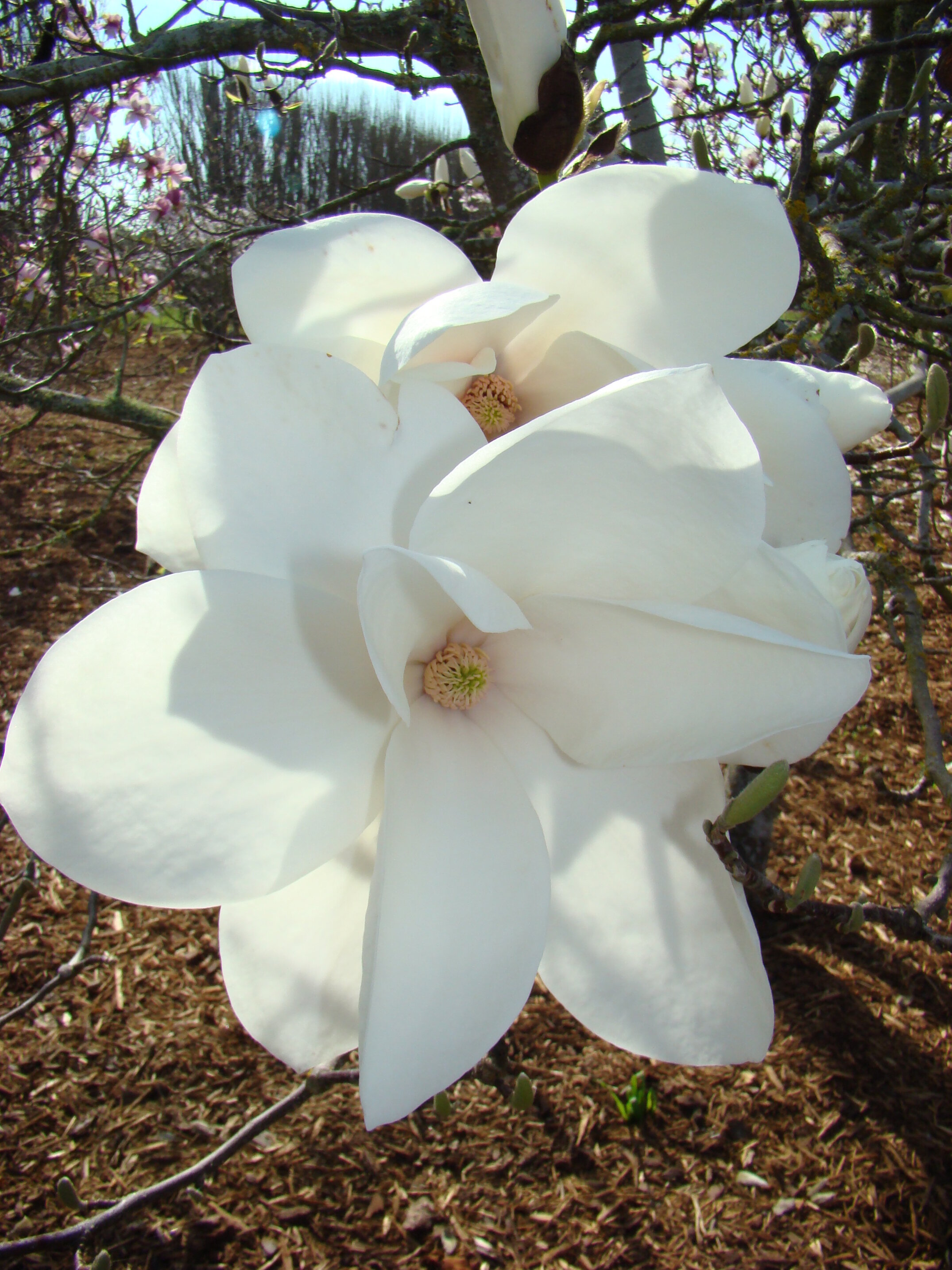 Magnolia Tina Durio 1