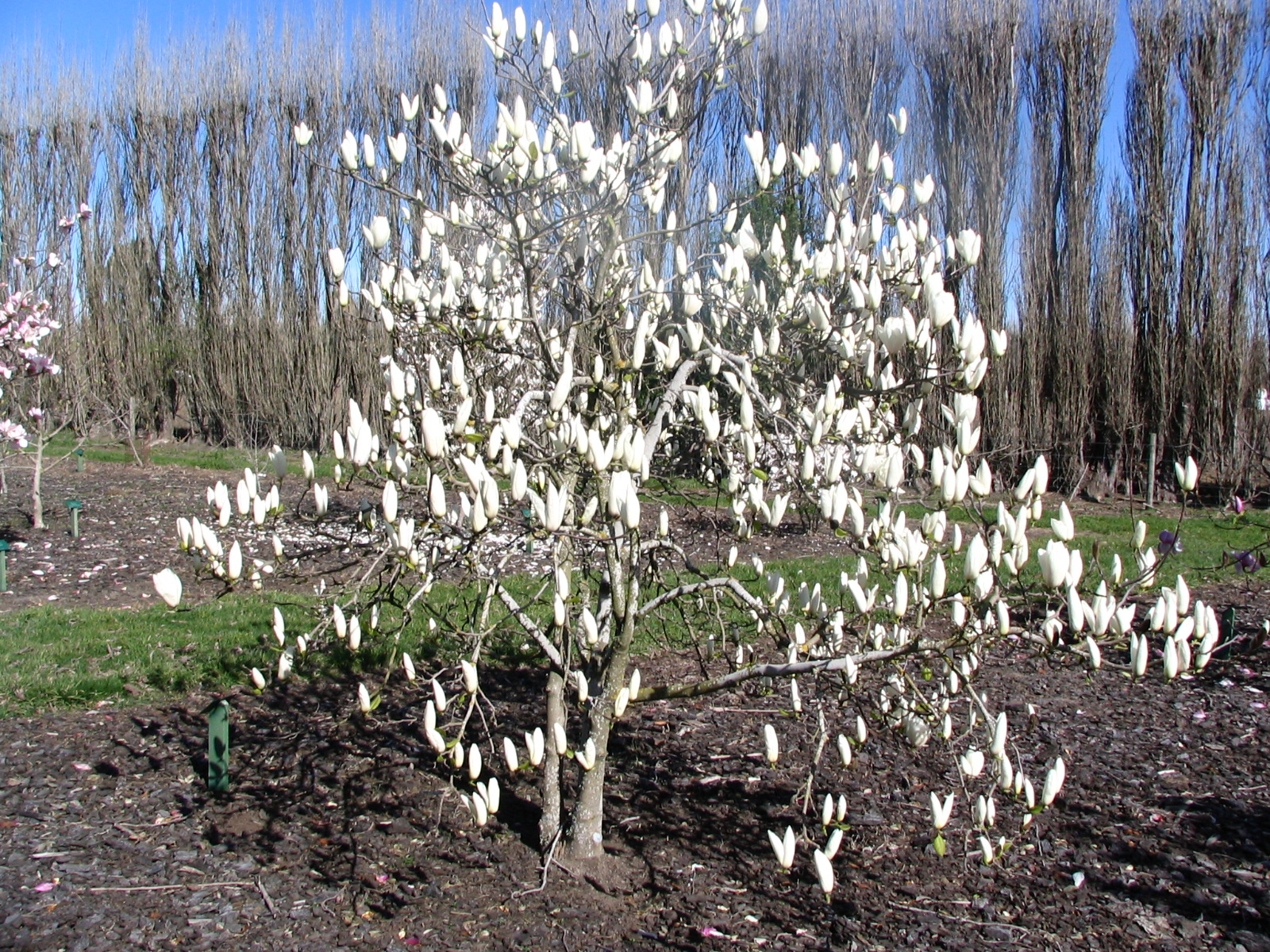 Magnolia Tina Durio 2