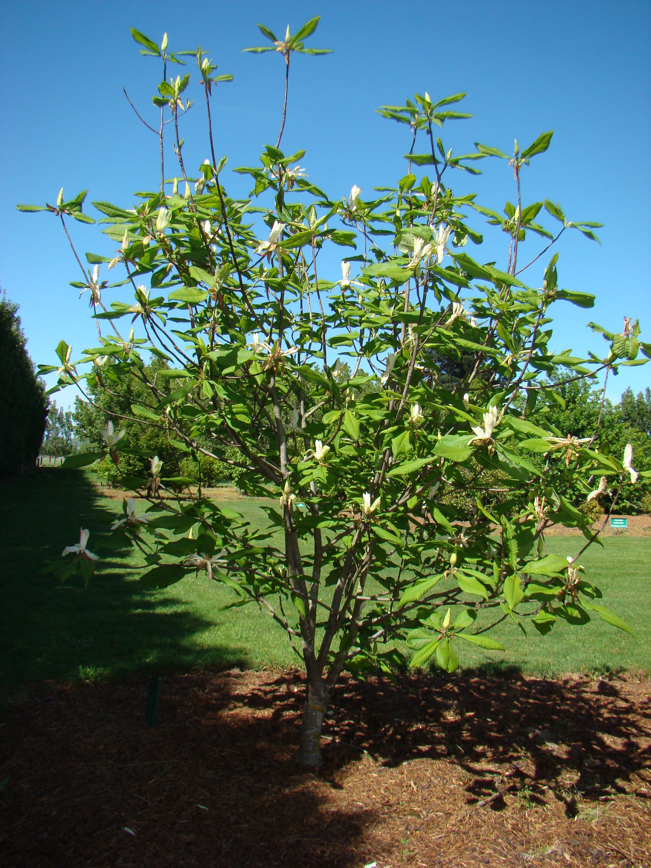 Magnolia tripetala 1