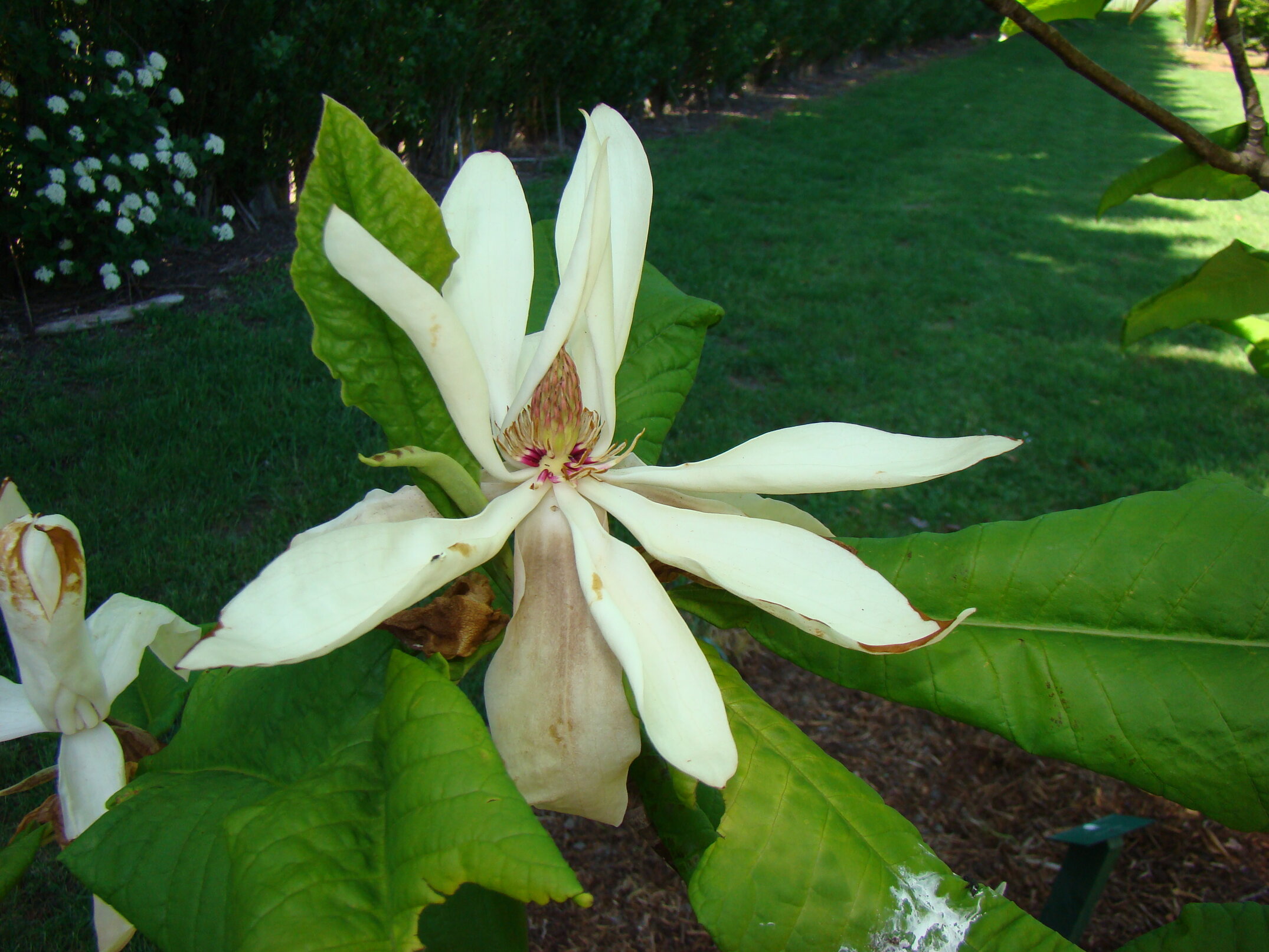 Magnolia tripetala 2