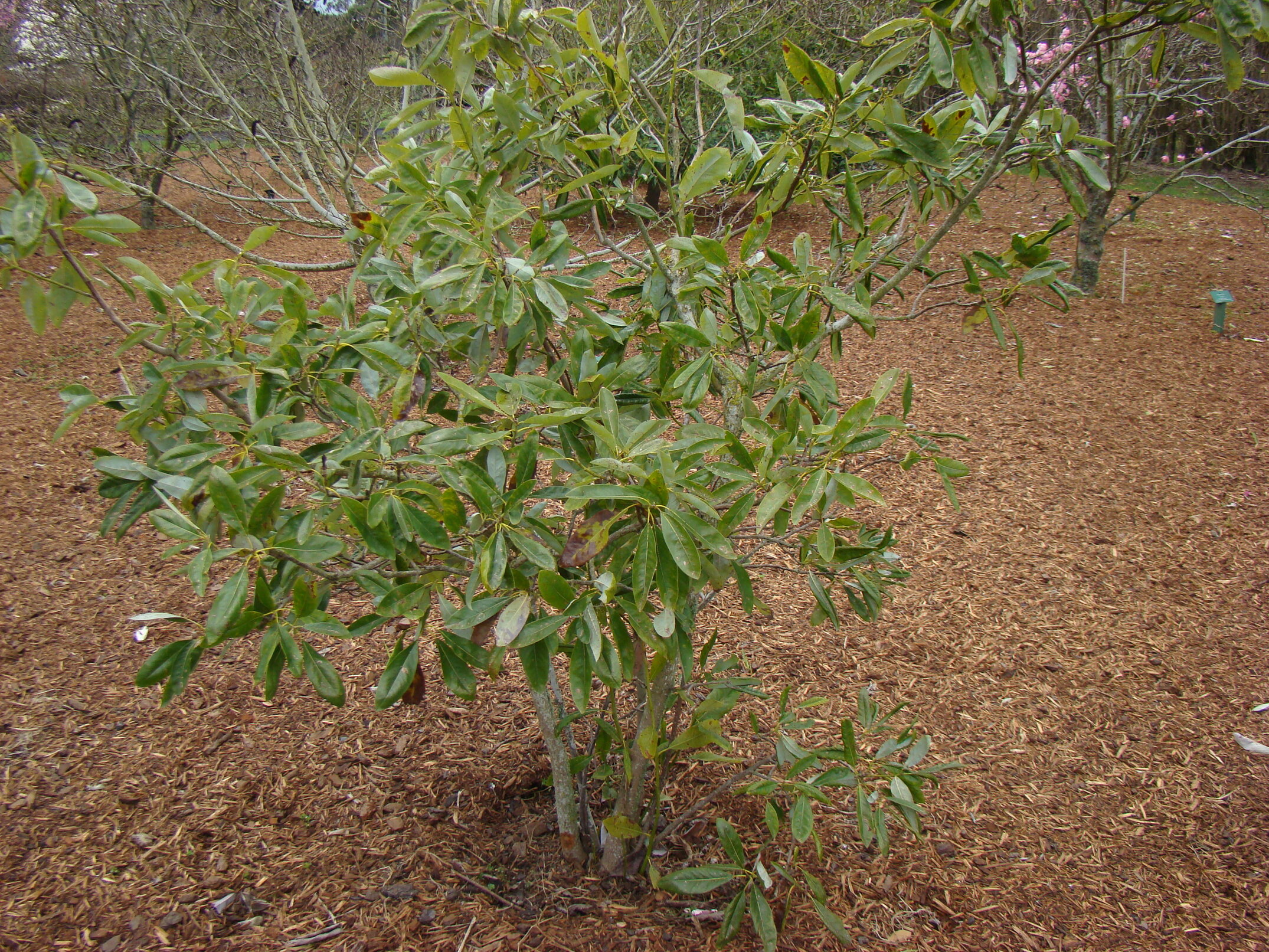 Magnolia virginiana 2