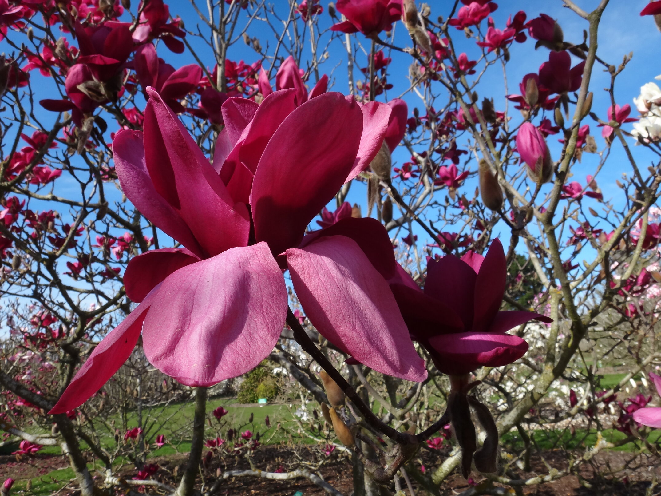 Magnolia Vulcan 2