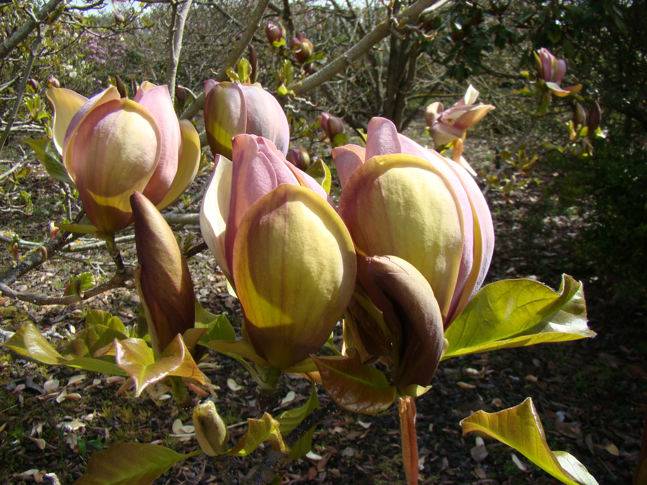Magnolia x brooklynensis Woodsman 2