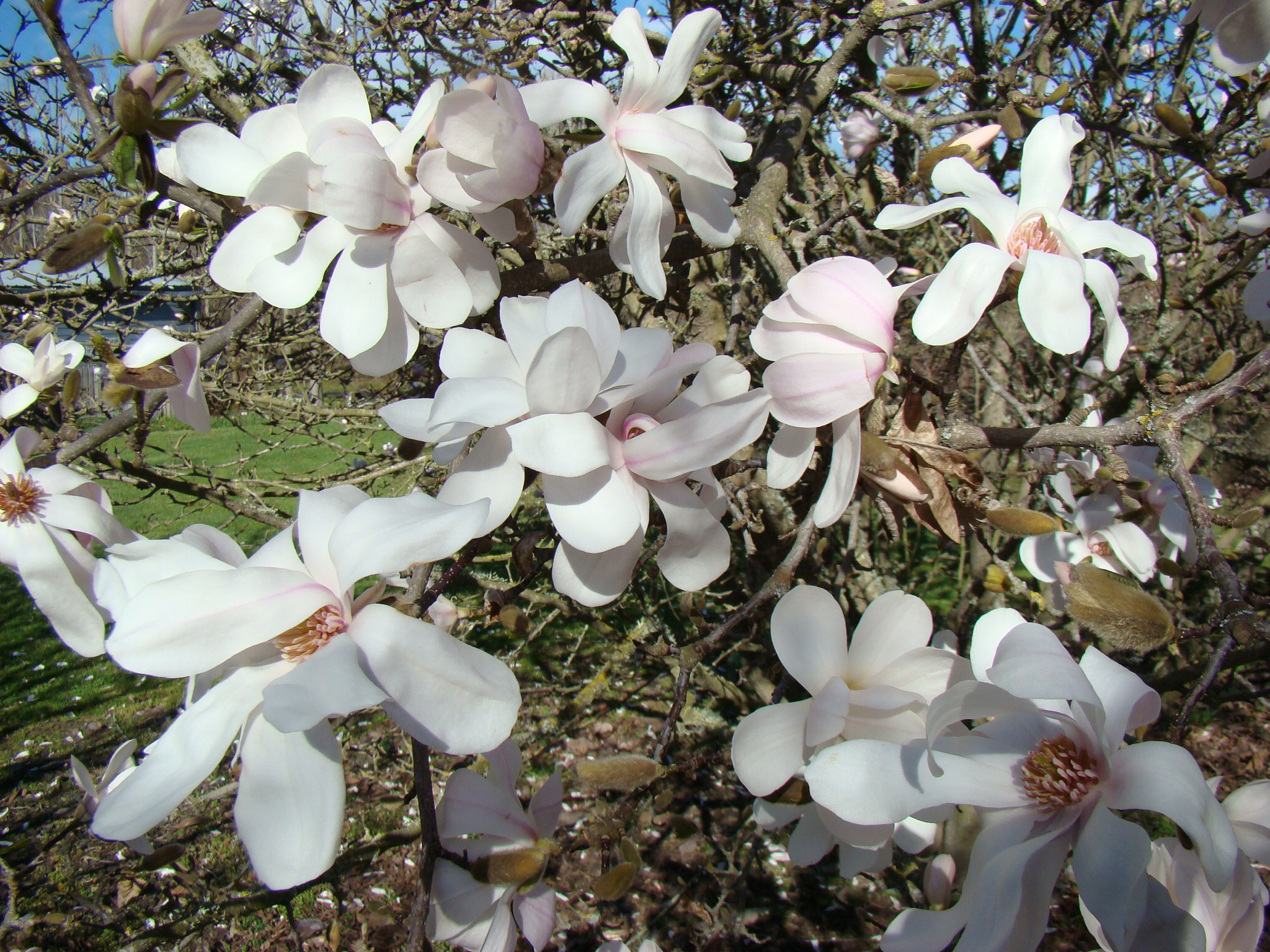 Magnolia x loebneri Merrill 1