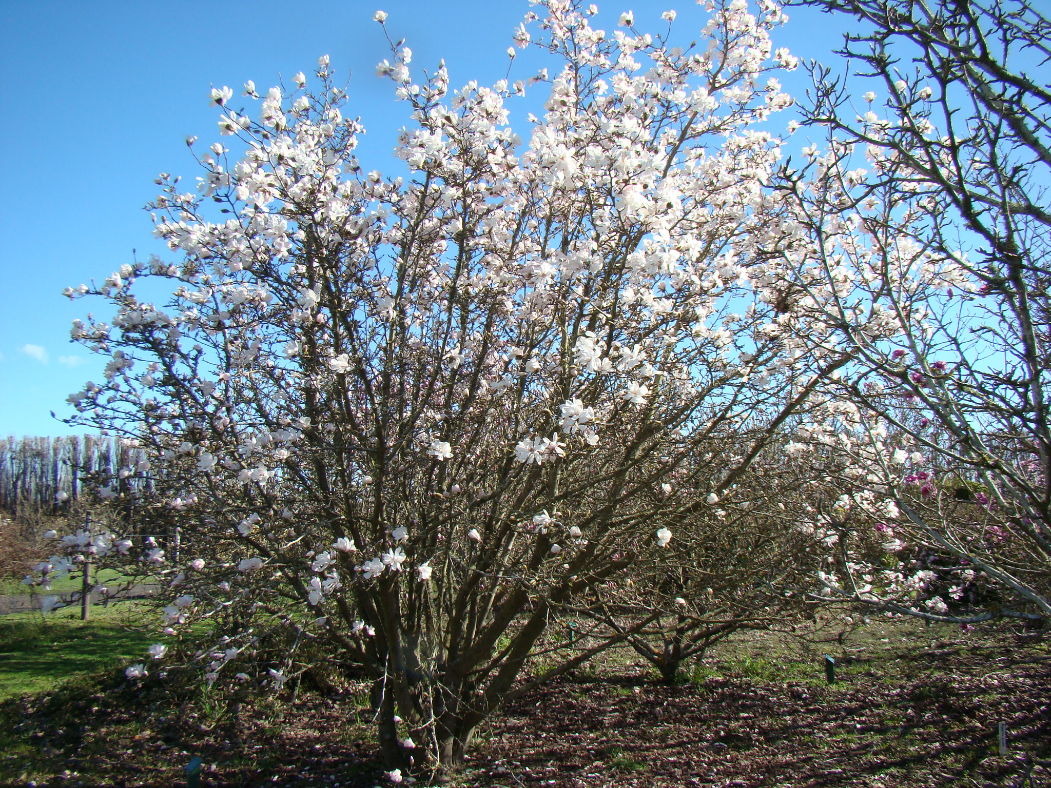 Magnolia x loebneri Merrill 2
