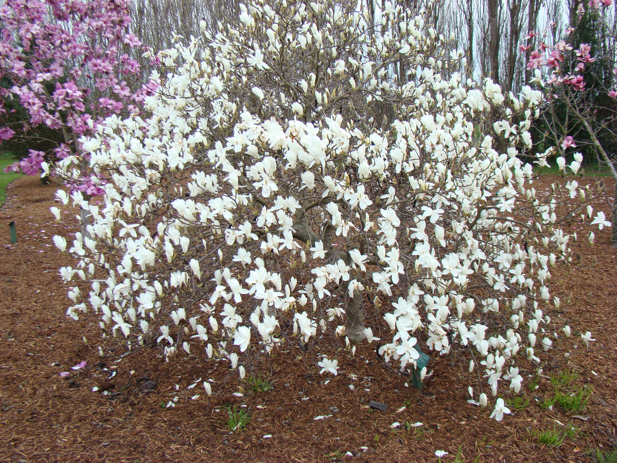 Magnolia x loebneri Spring Snow 1 | Lincoln University Living Heritage ...