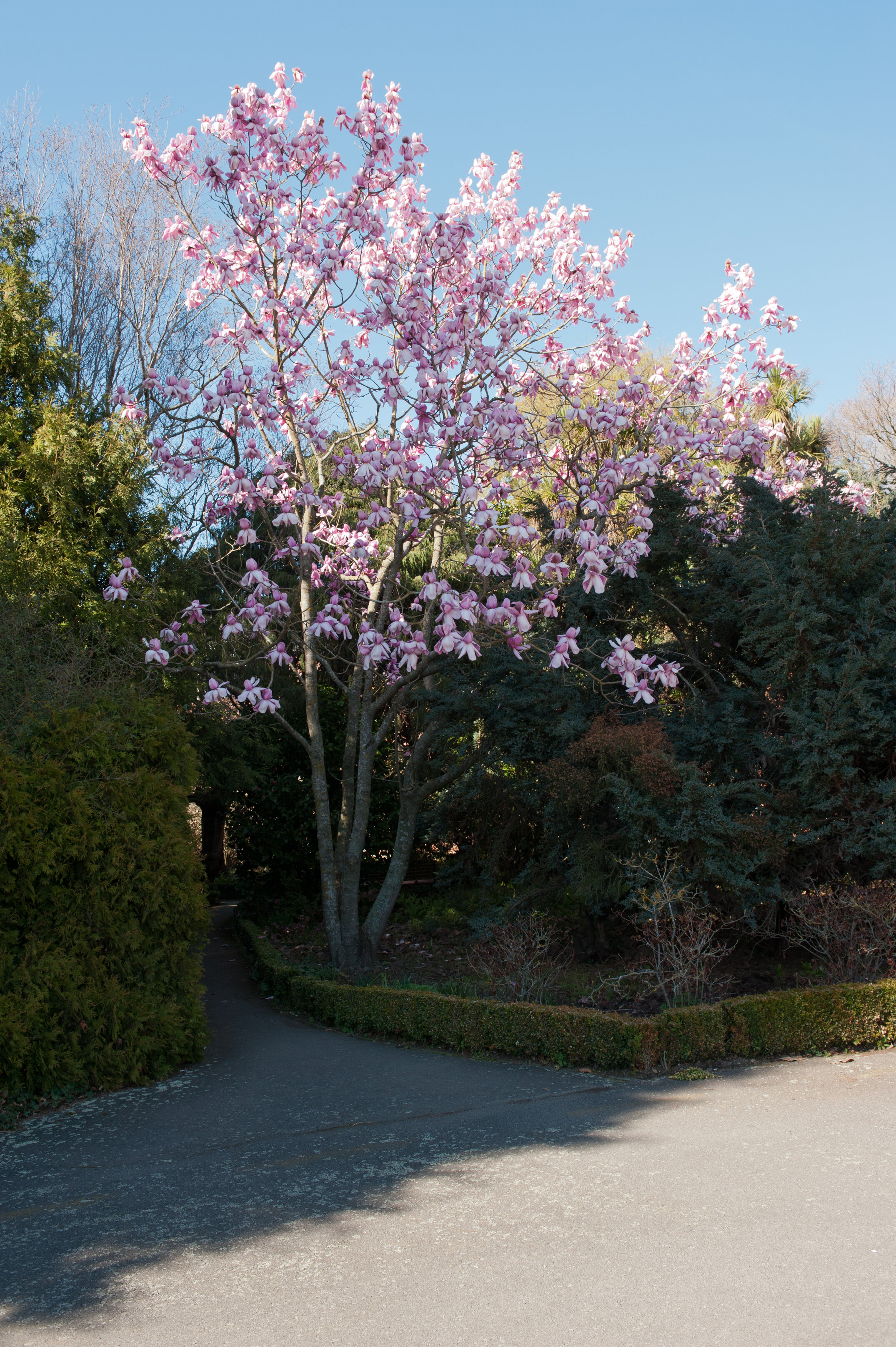 Magnolia x raffillii Charles Raffill 2