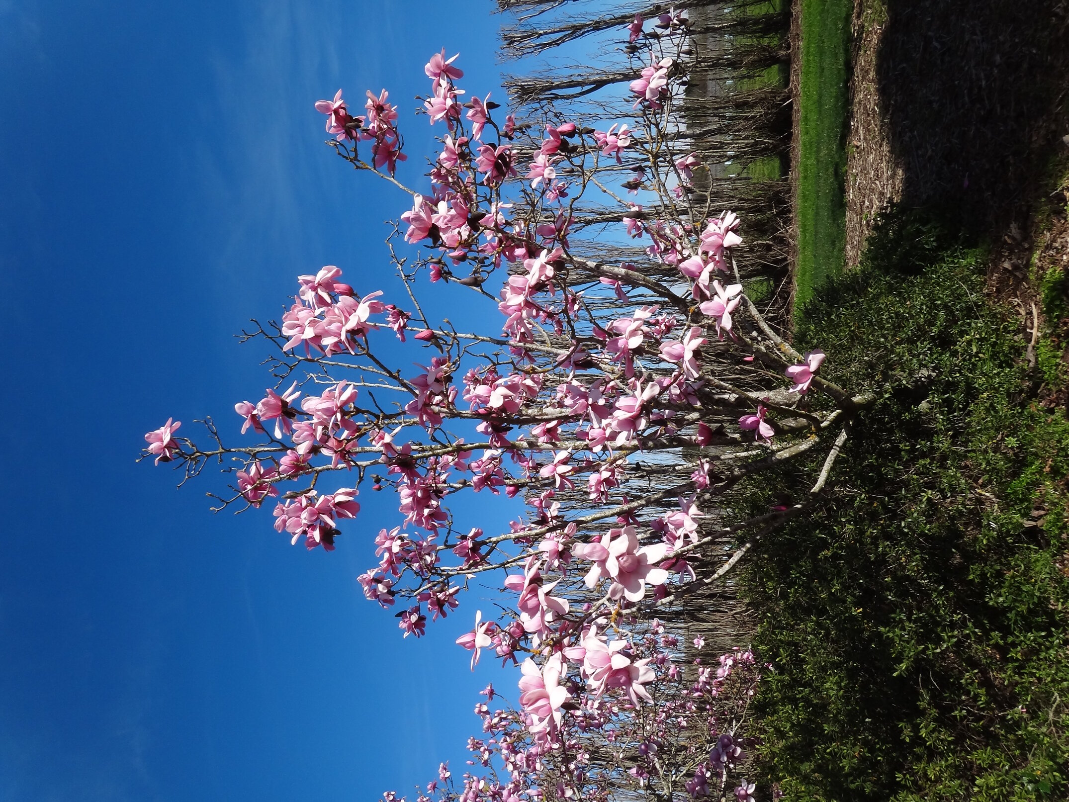 Magnolia x raffillii Charles Raffill 3