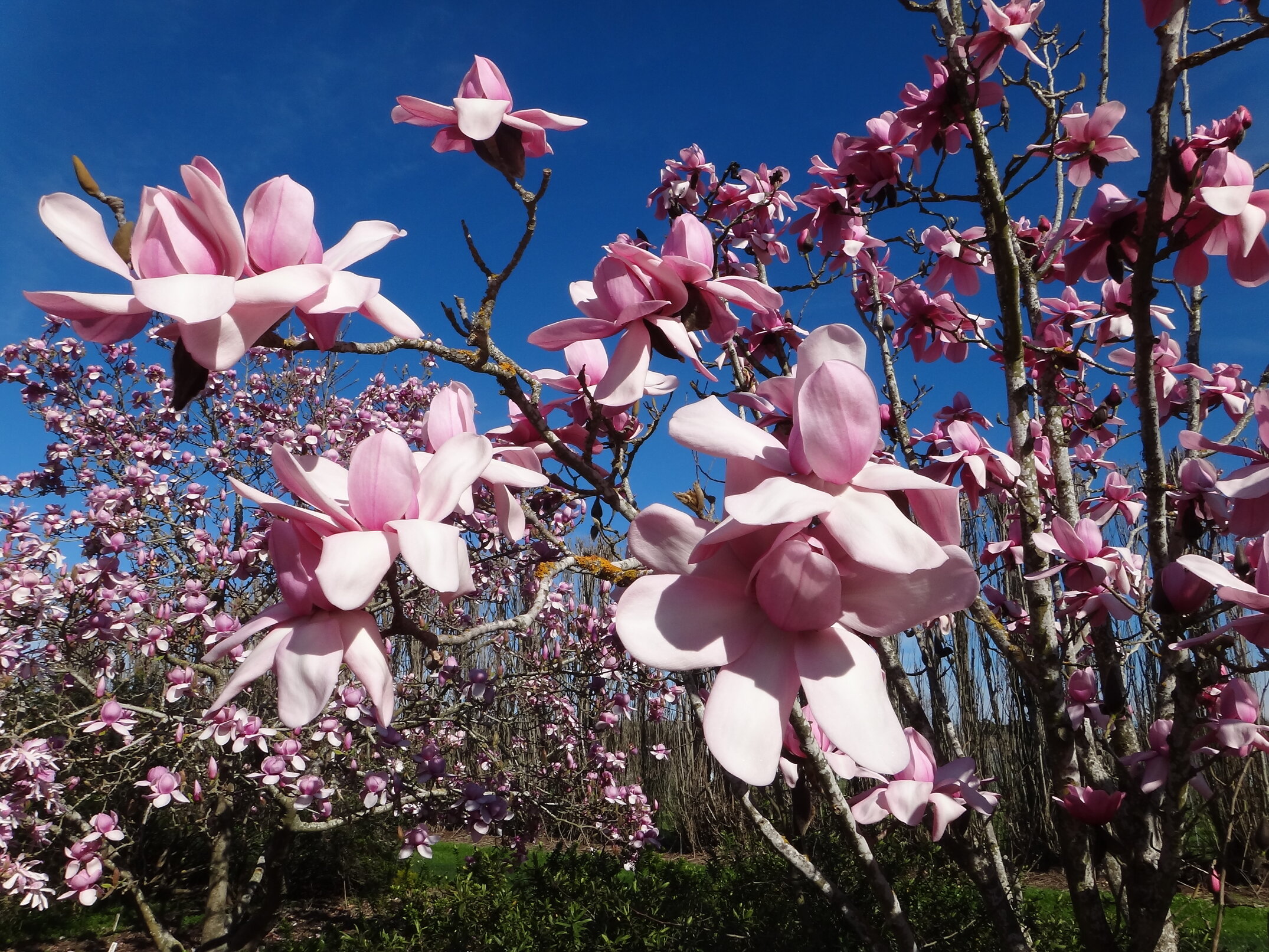 Magnolia x raffillii Charles Raffill 4