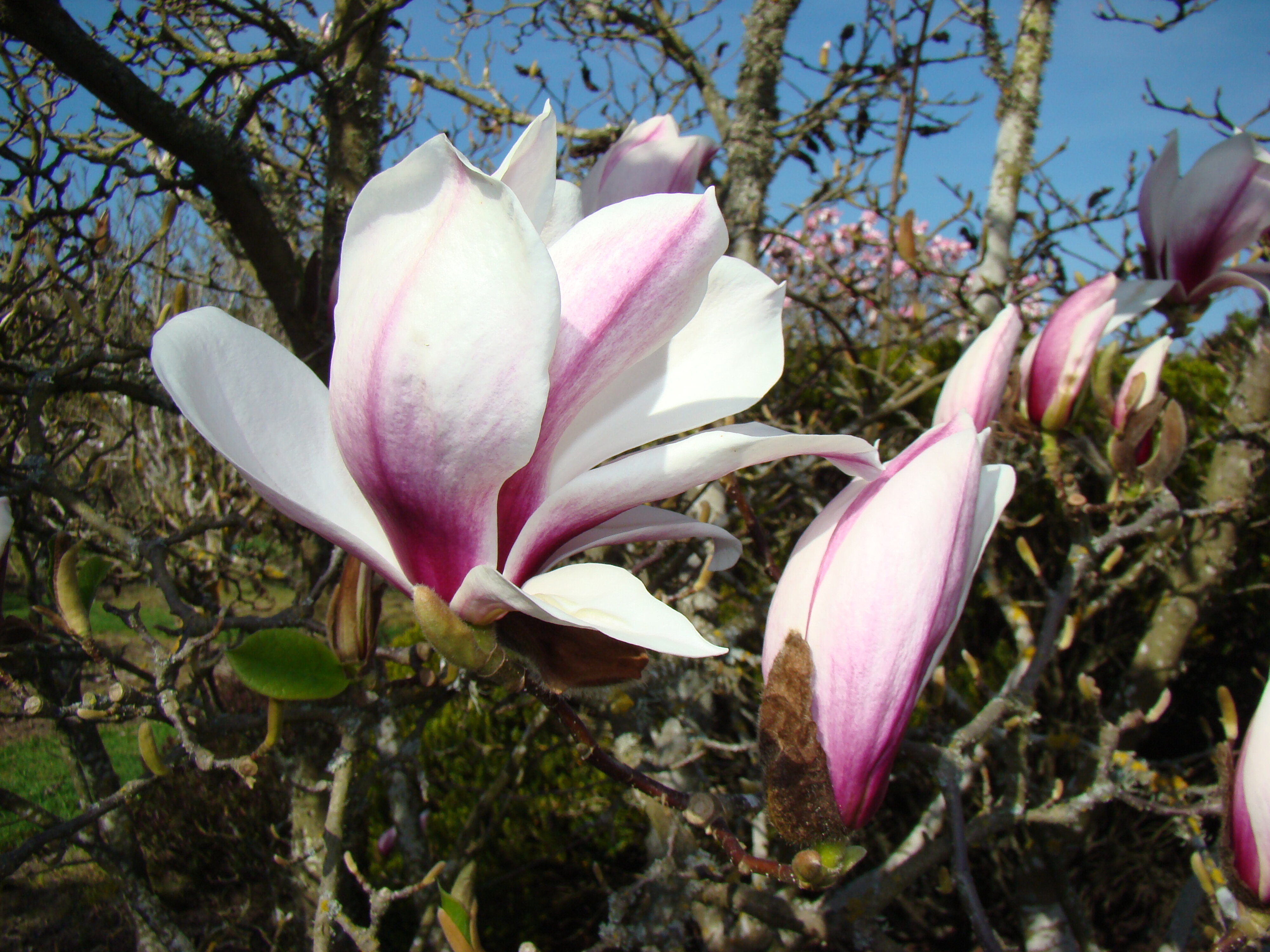 Magnolia x soulangeana 1