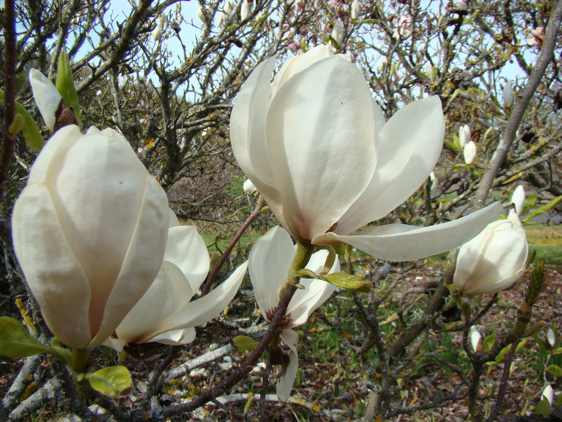 Magnolia x soulangeana Alba