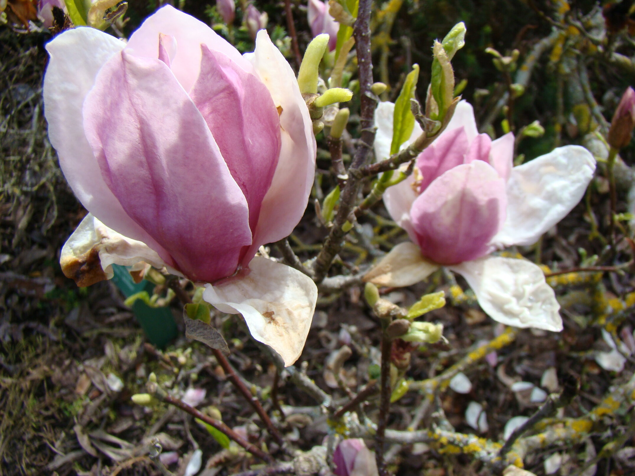 Magnolia x soulangeana Alexandrina