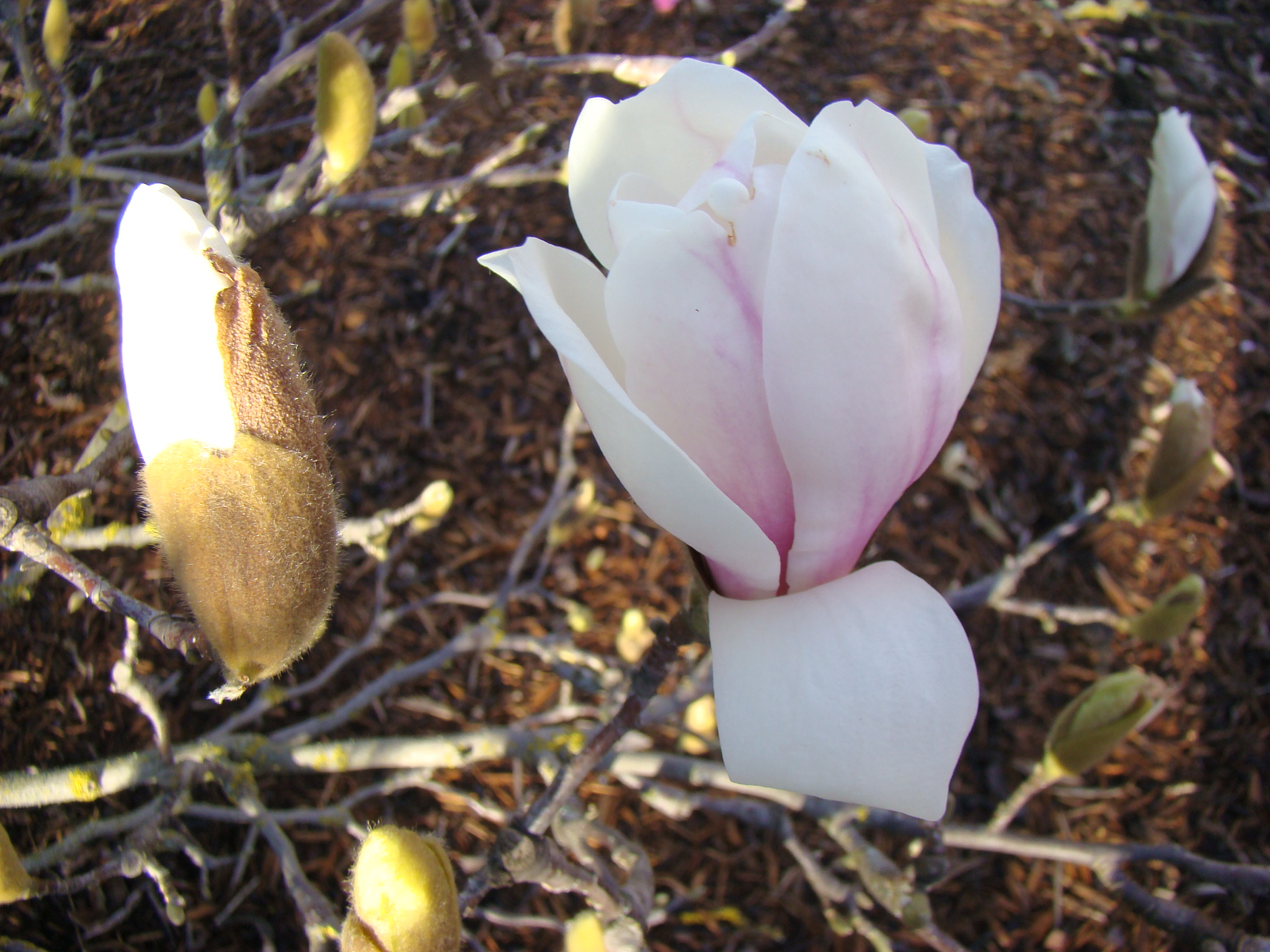 Magnolia x soulangeana Amabilis 1