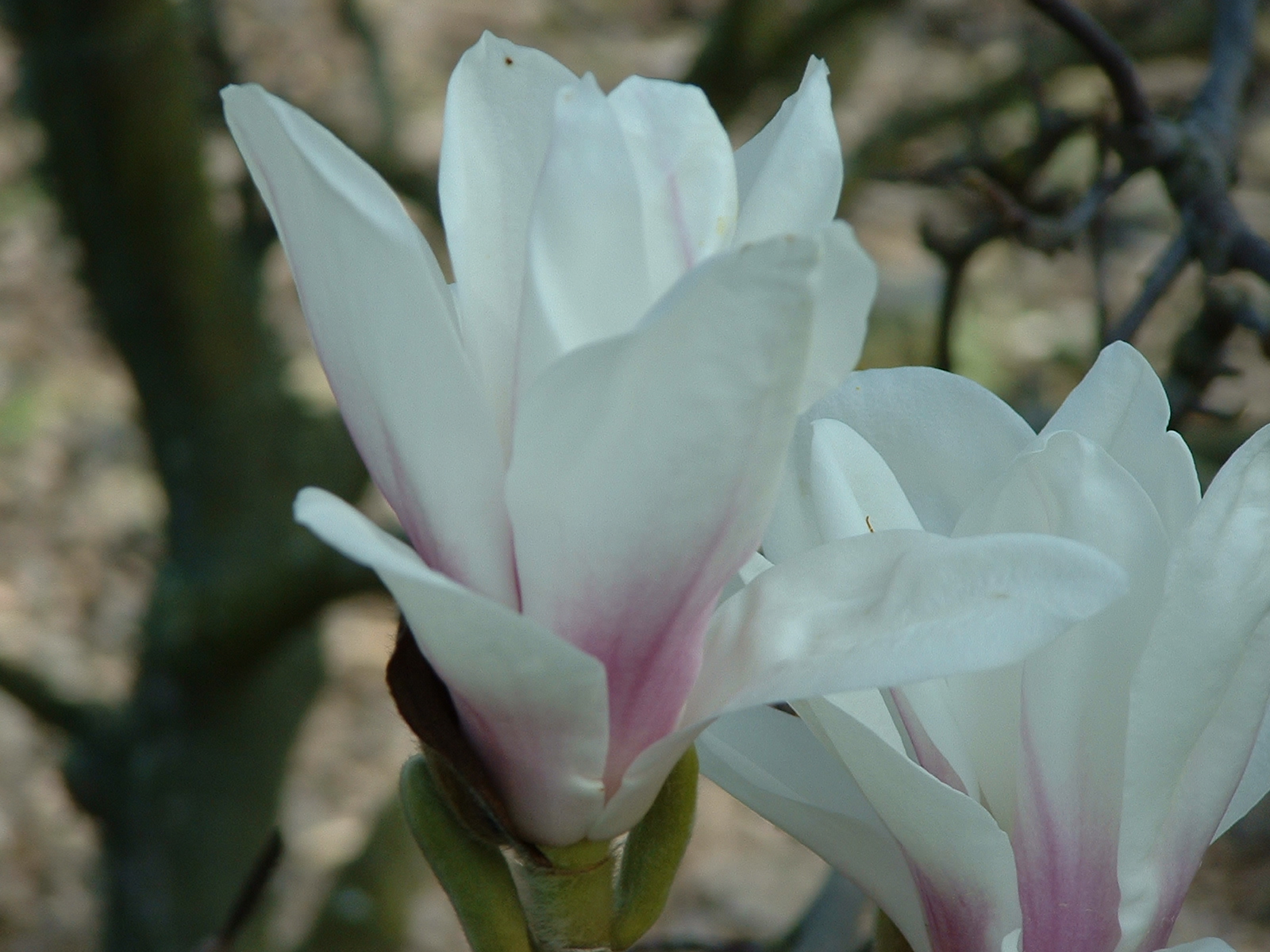 Magnolia x soulangeana Amabilis 2