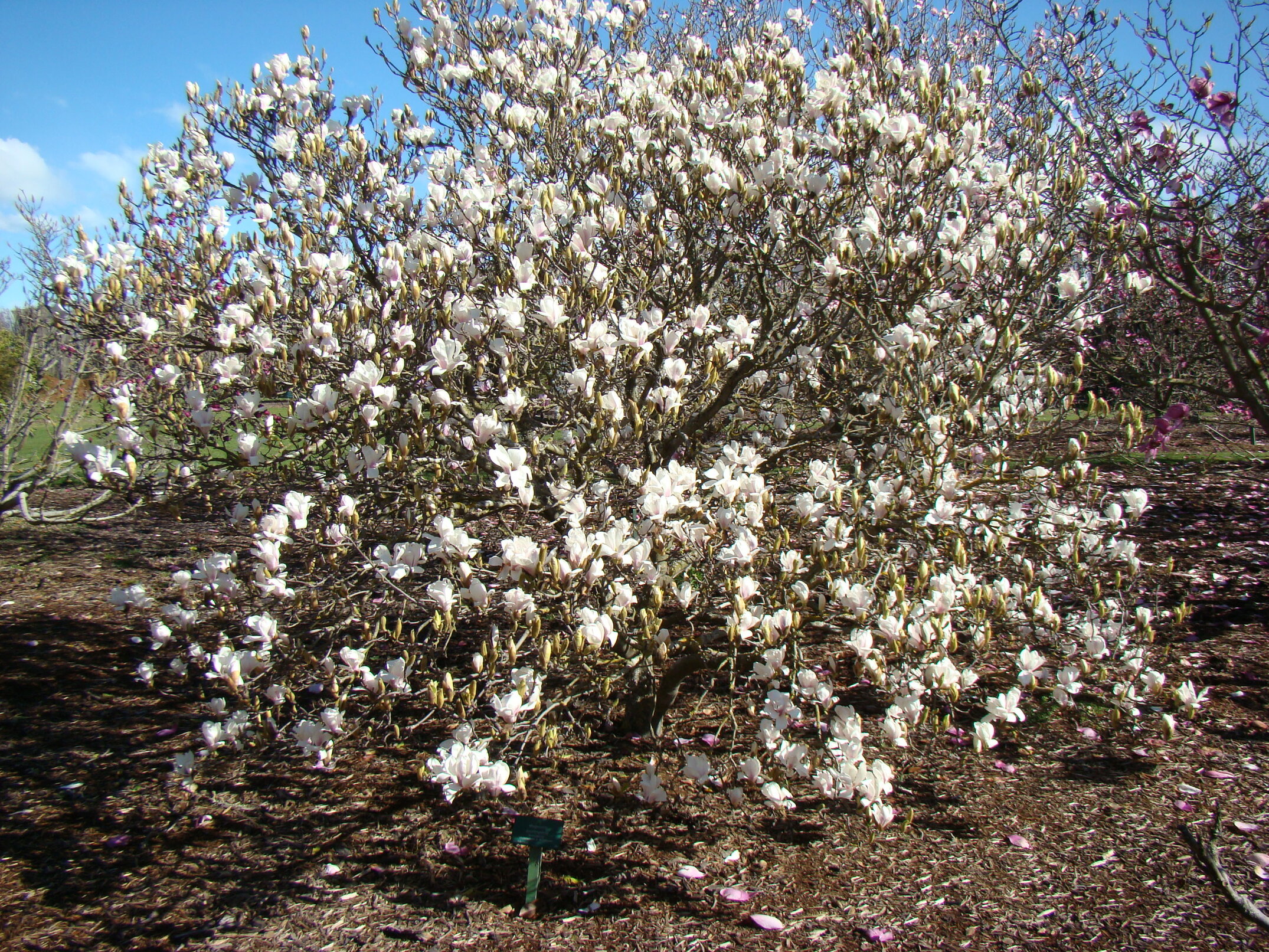 Magnolia x soulangeana Amabilis 3
