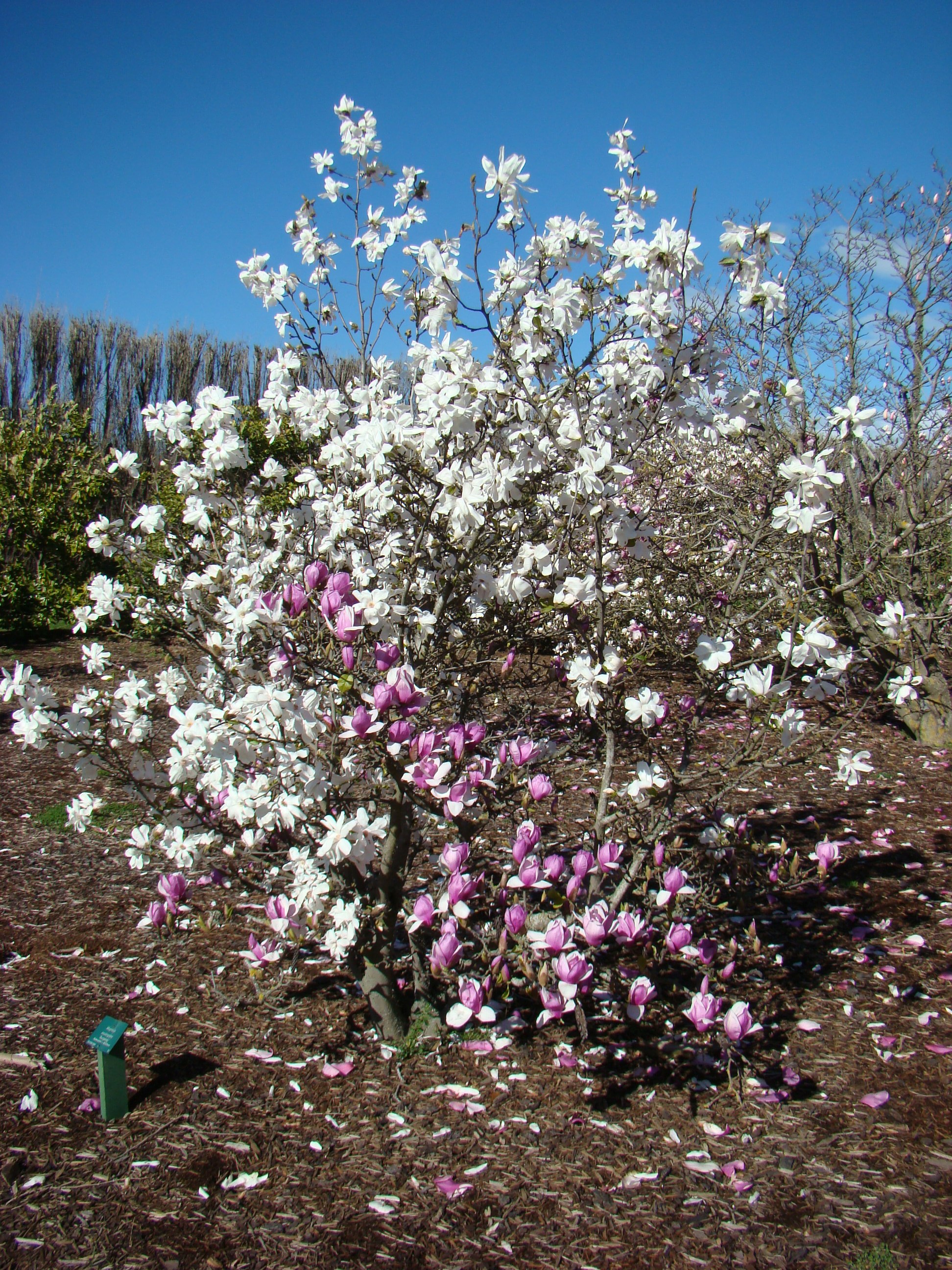 Magnolia x soulangeana Burgundy 2