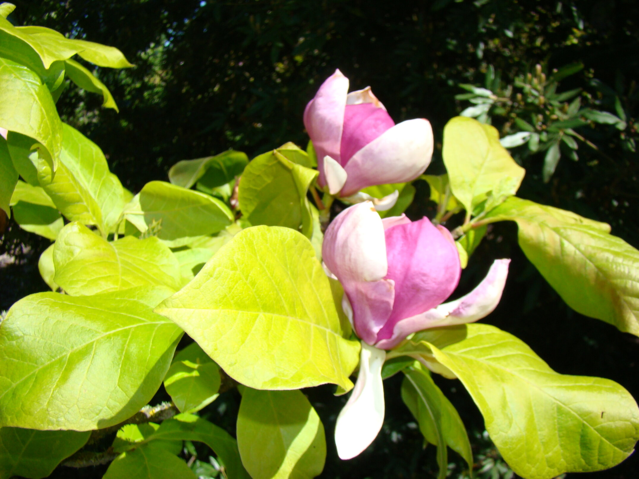 Magnolia x soulangeana Lennei 1