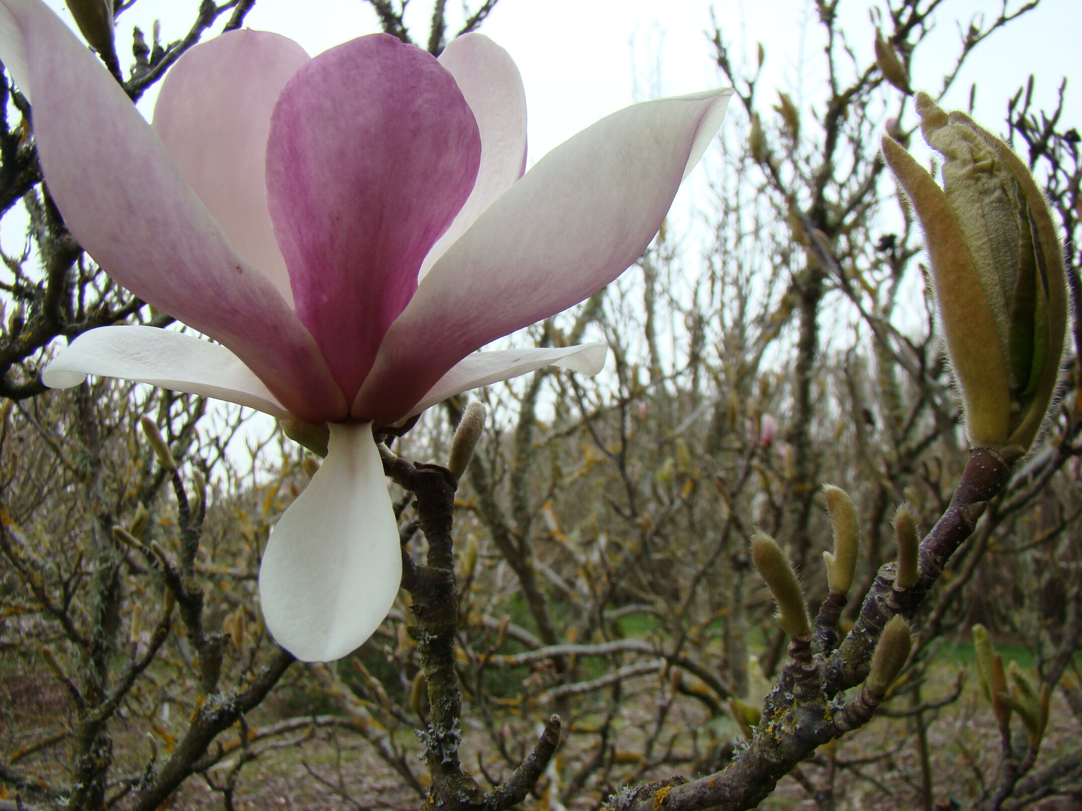 Magnolia x soulangeana Lennei 2