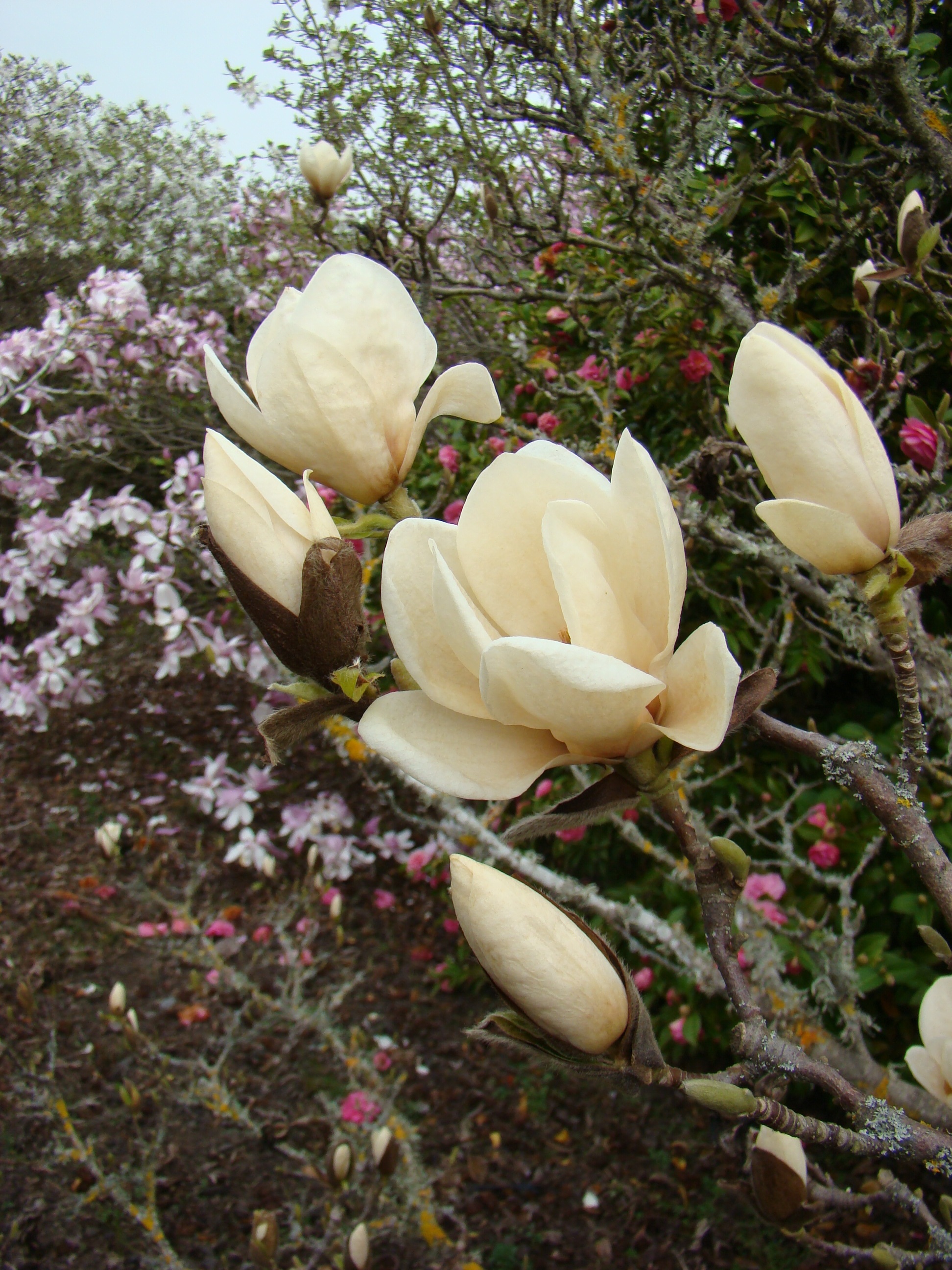 Magnolia x soulangeana Lennei Alba 1
