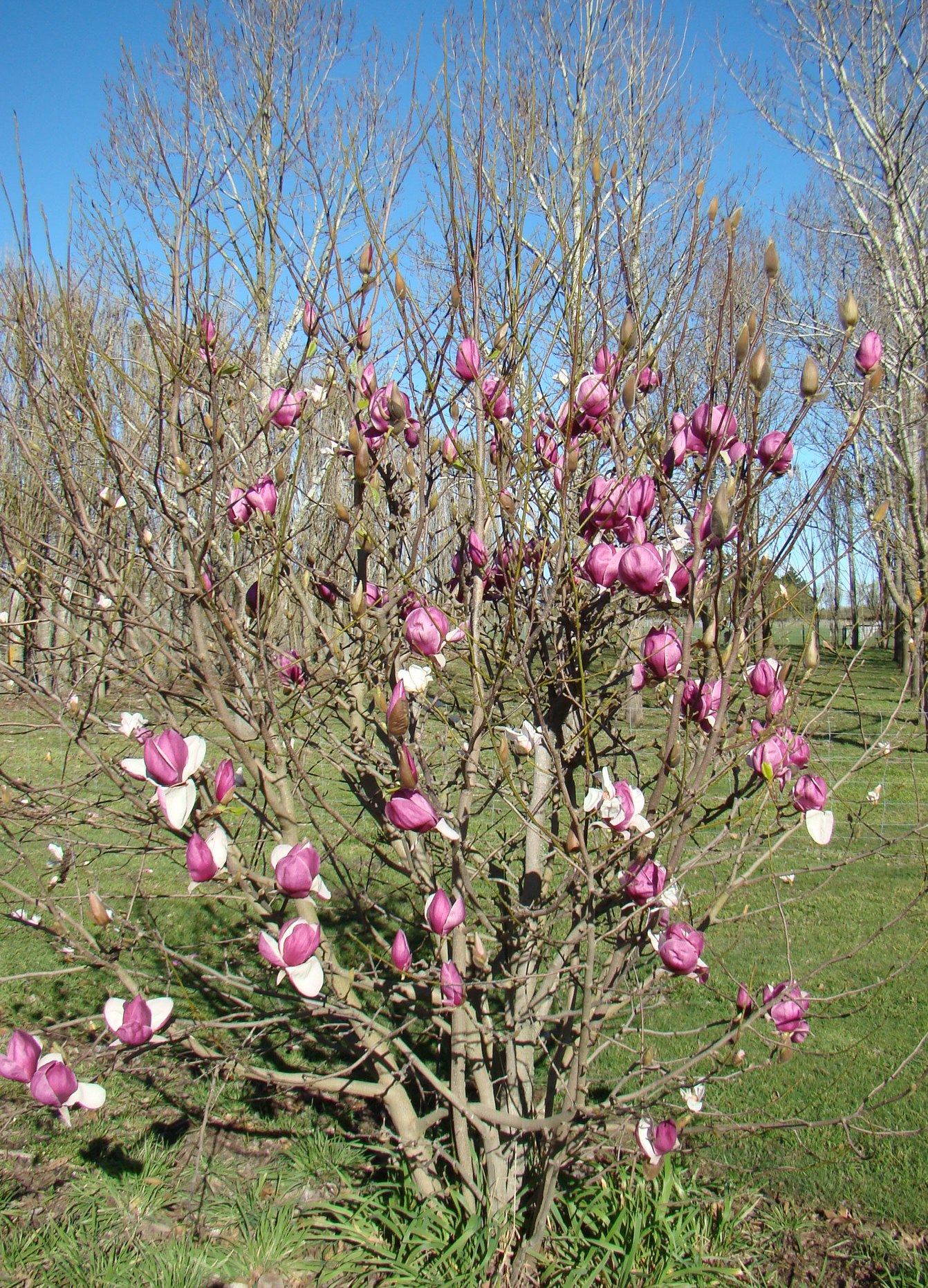 Magnolia x soulangeana Nancy 1