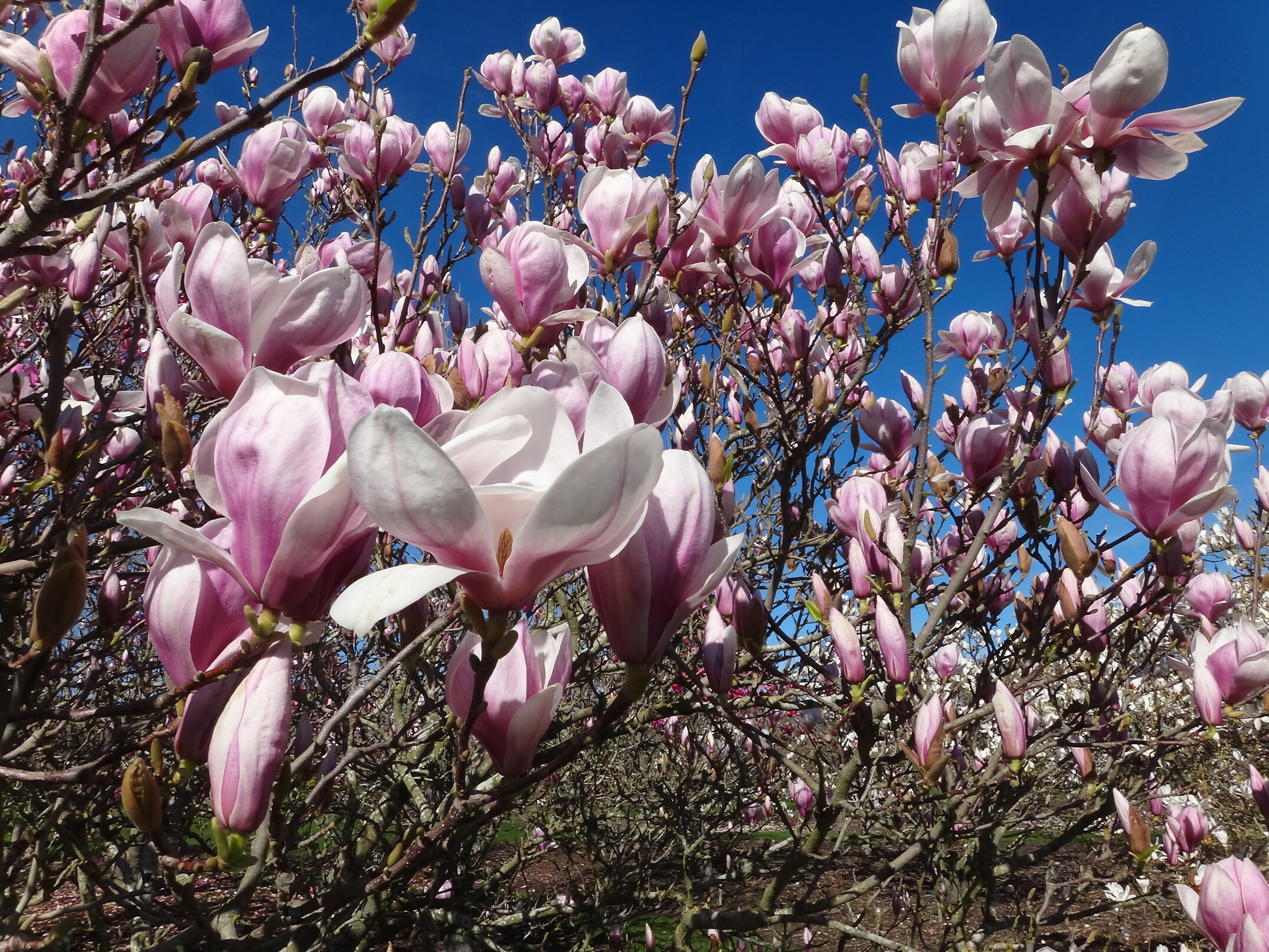 Magnolia x soulangeana Norbertii 3