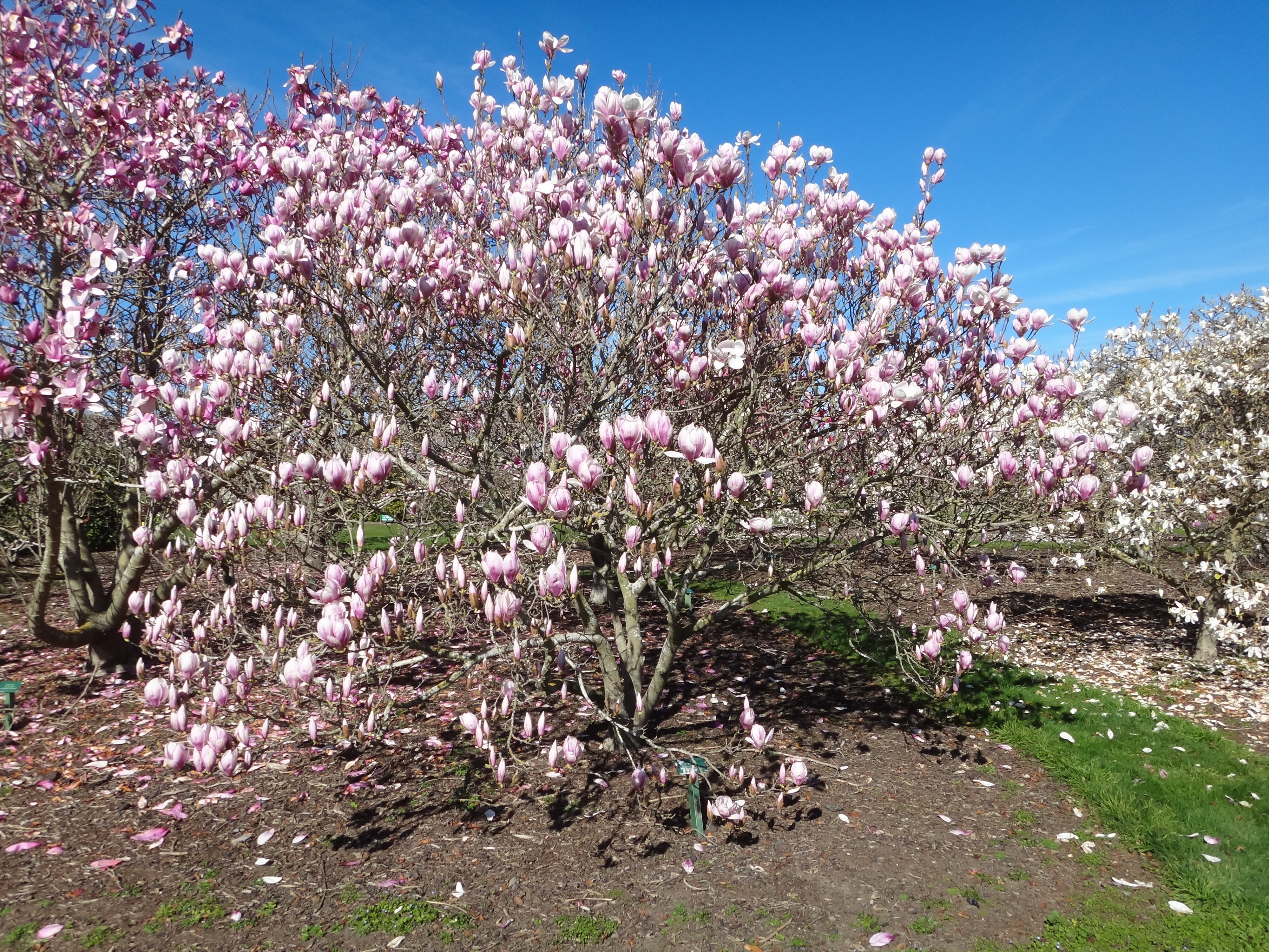 Magnolia x soulangeana Norbertii 4