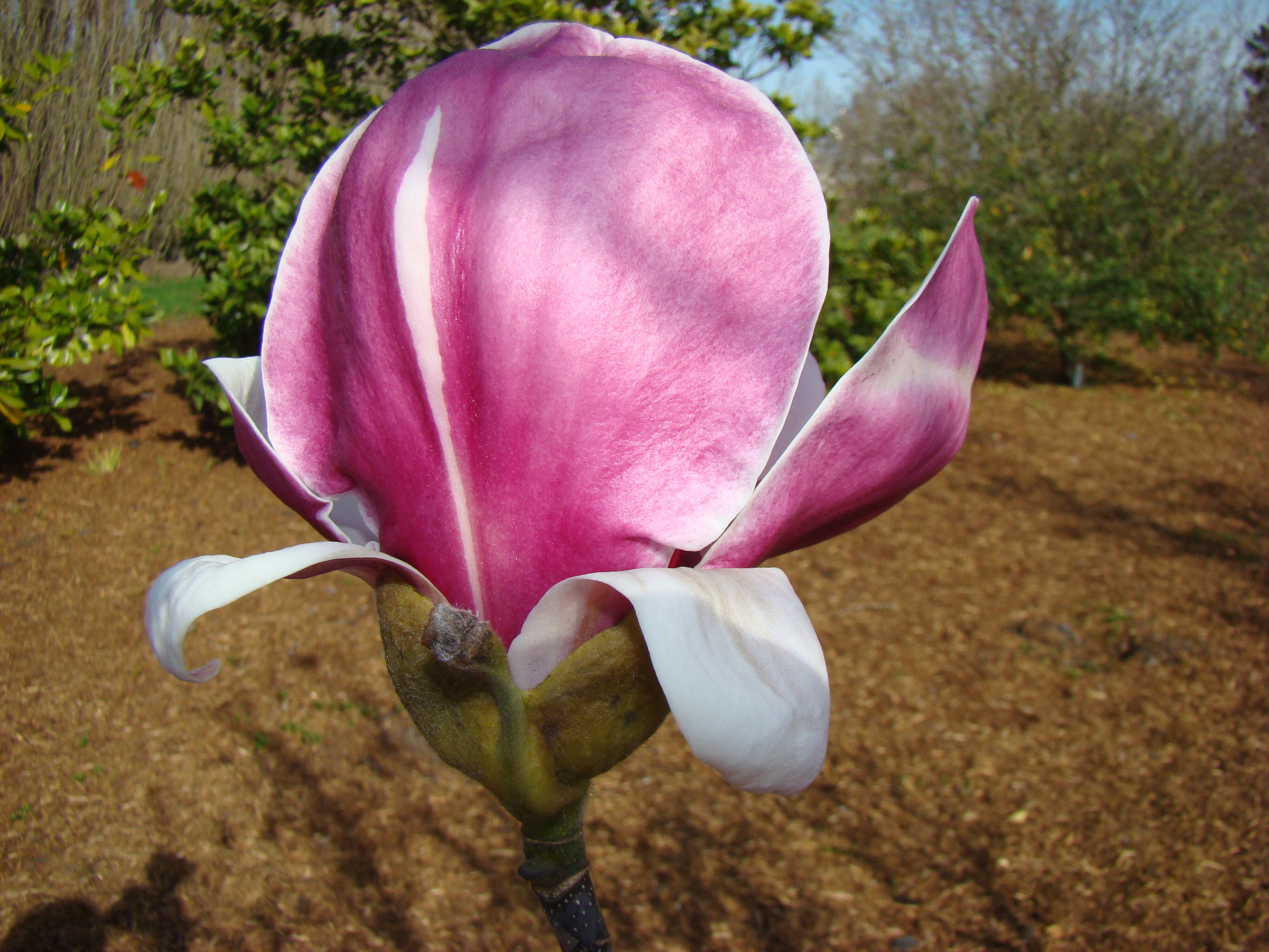Magnolia x soulangeana Ricky 1