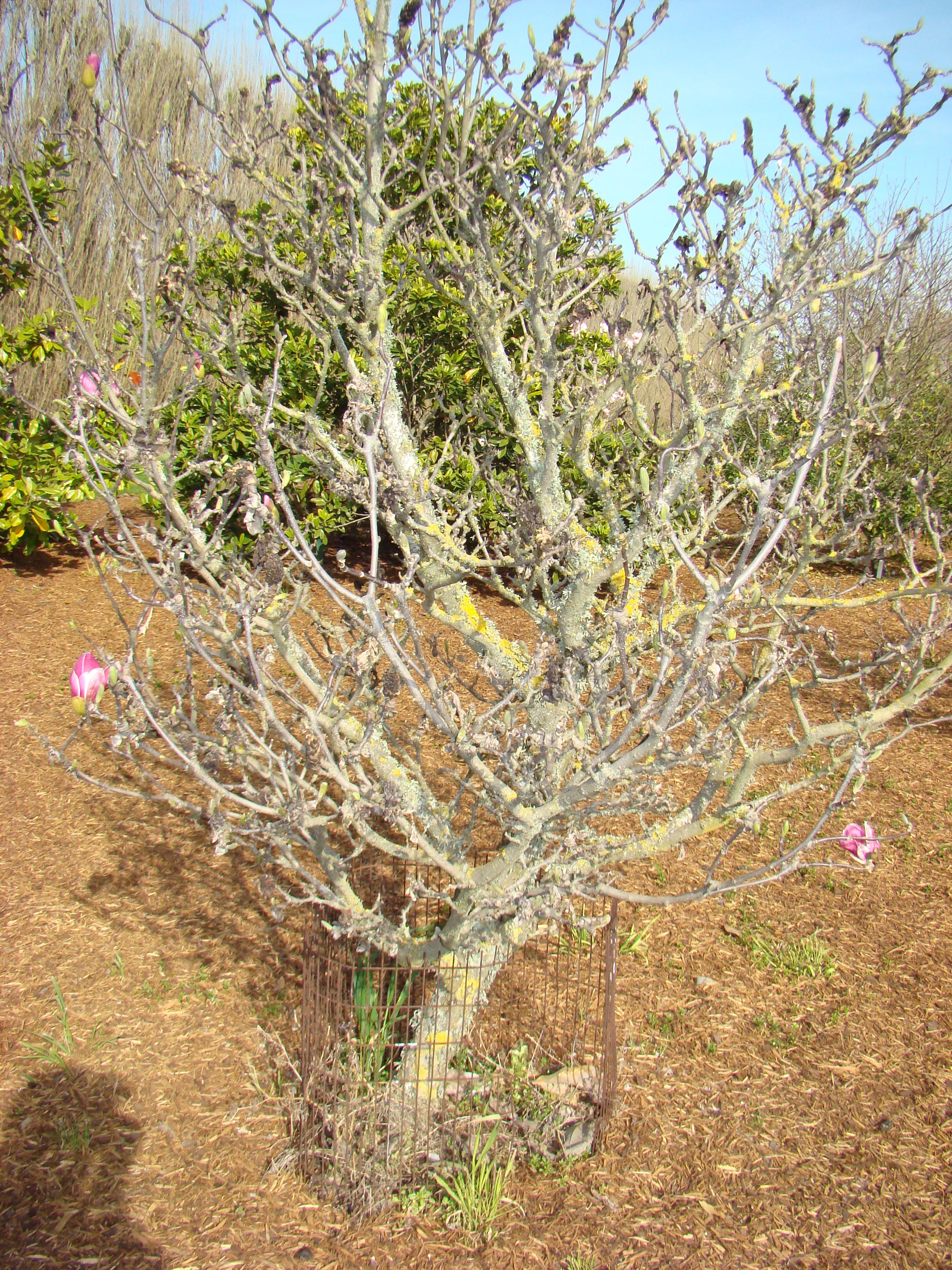 Magnolia x soulangeana Ricky 2