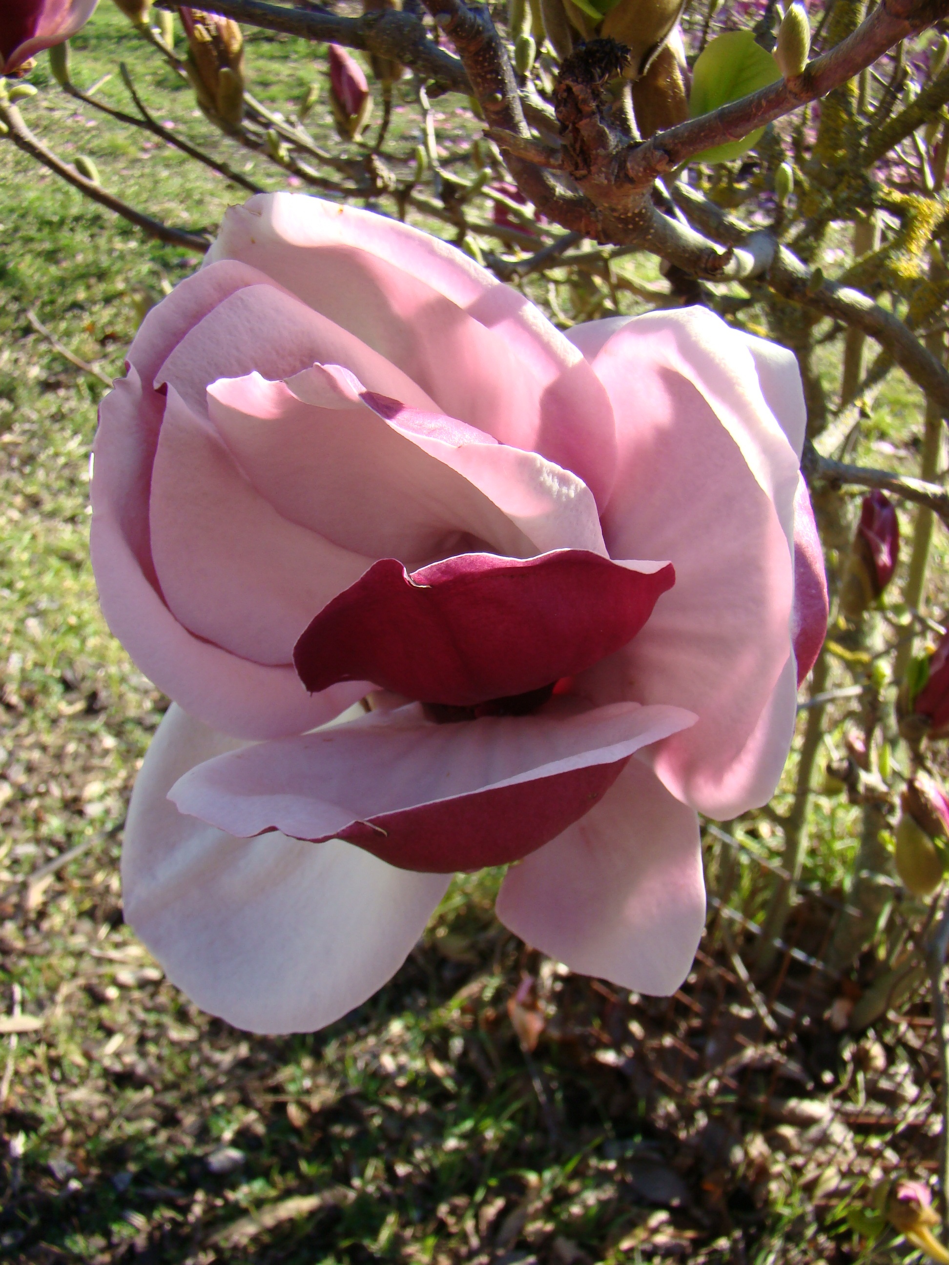 Magnolia x soulangeana Ruby 5 | Lincoln University Living Heritage ...