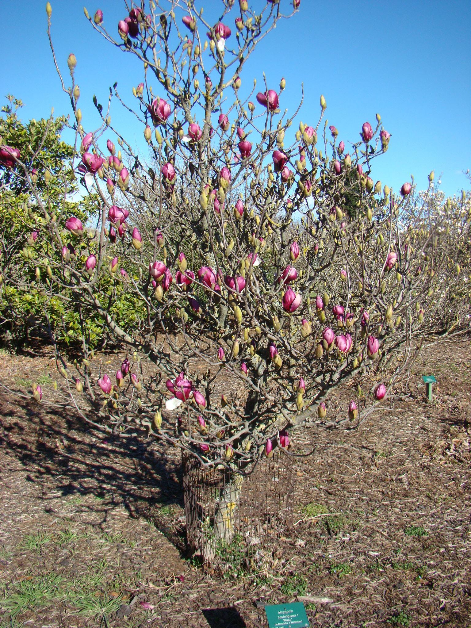 Magnolia x soulangeana Ruby 6