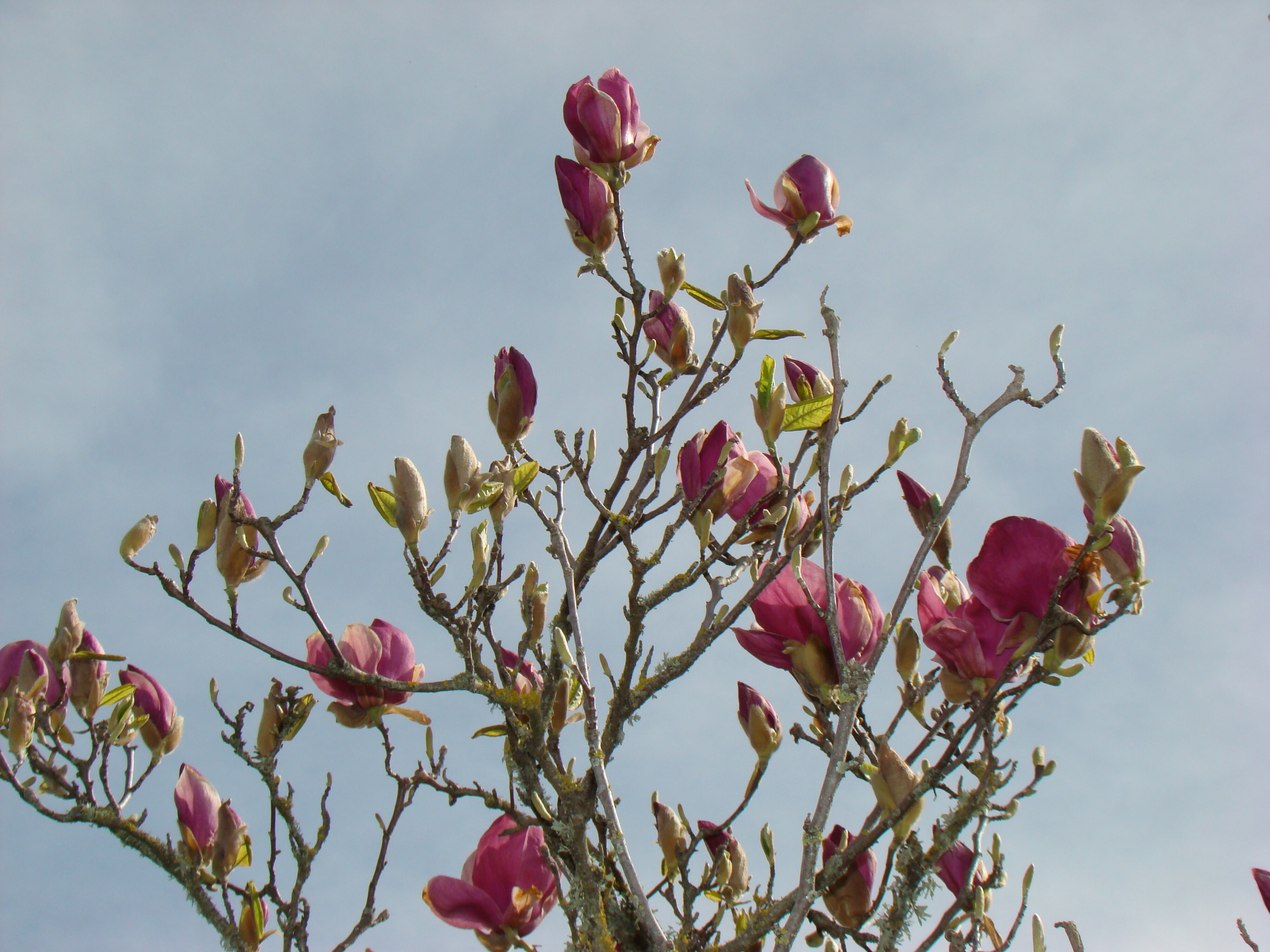 Magnolia x soulangeana Rustica Rubra 1